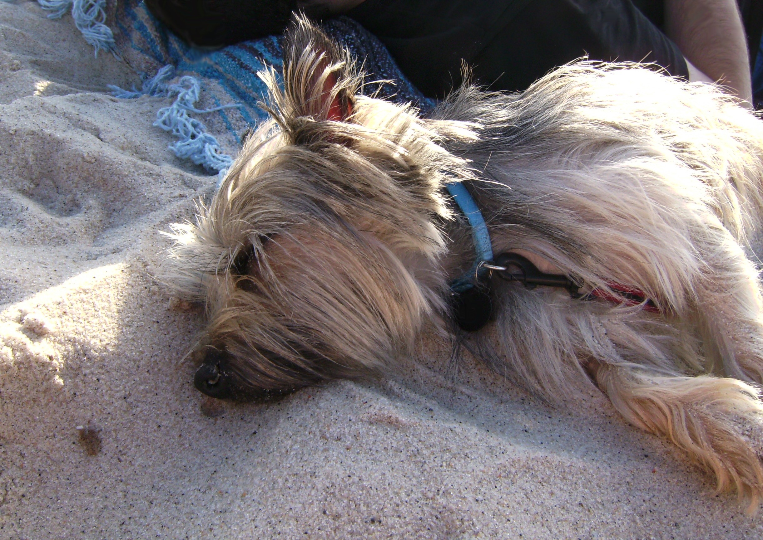 File:Cairn Terrier sleeping on the beach.jpg - Wikimedia Commons