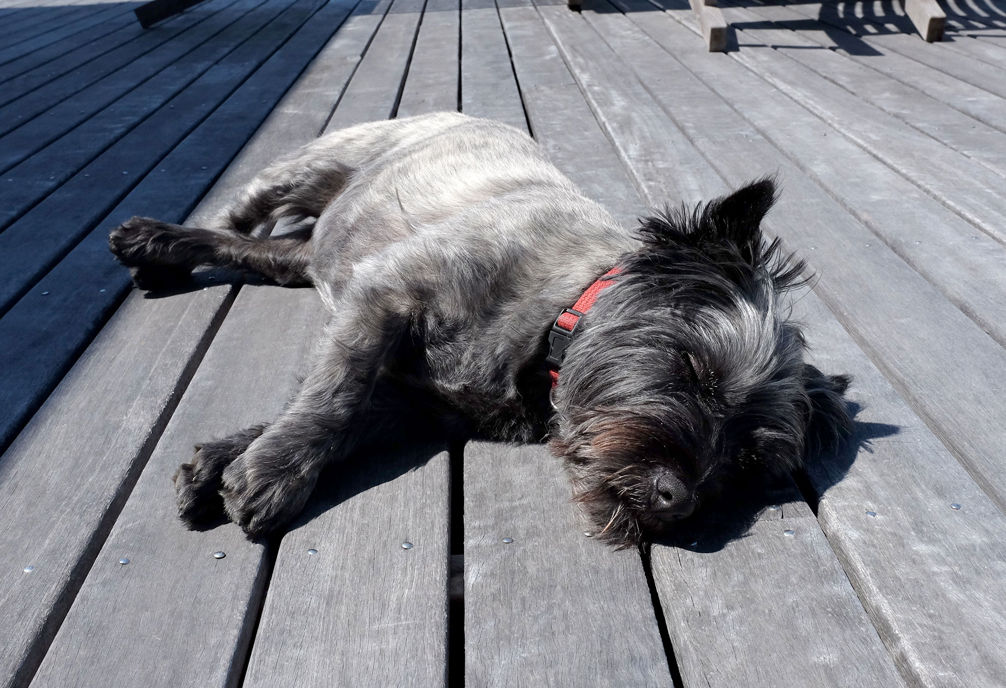 My Friday Five - Quirks of a Cairn Terrier - Zinc Moon