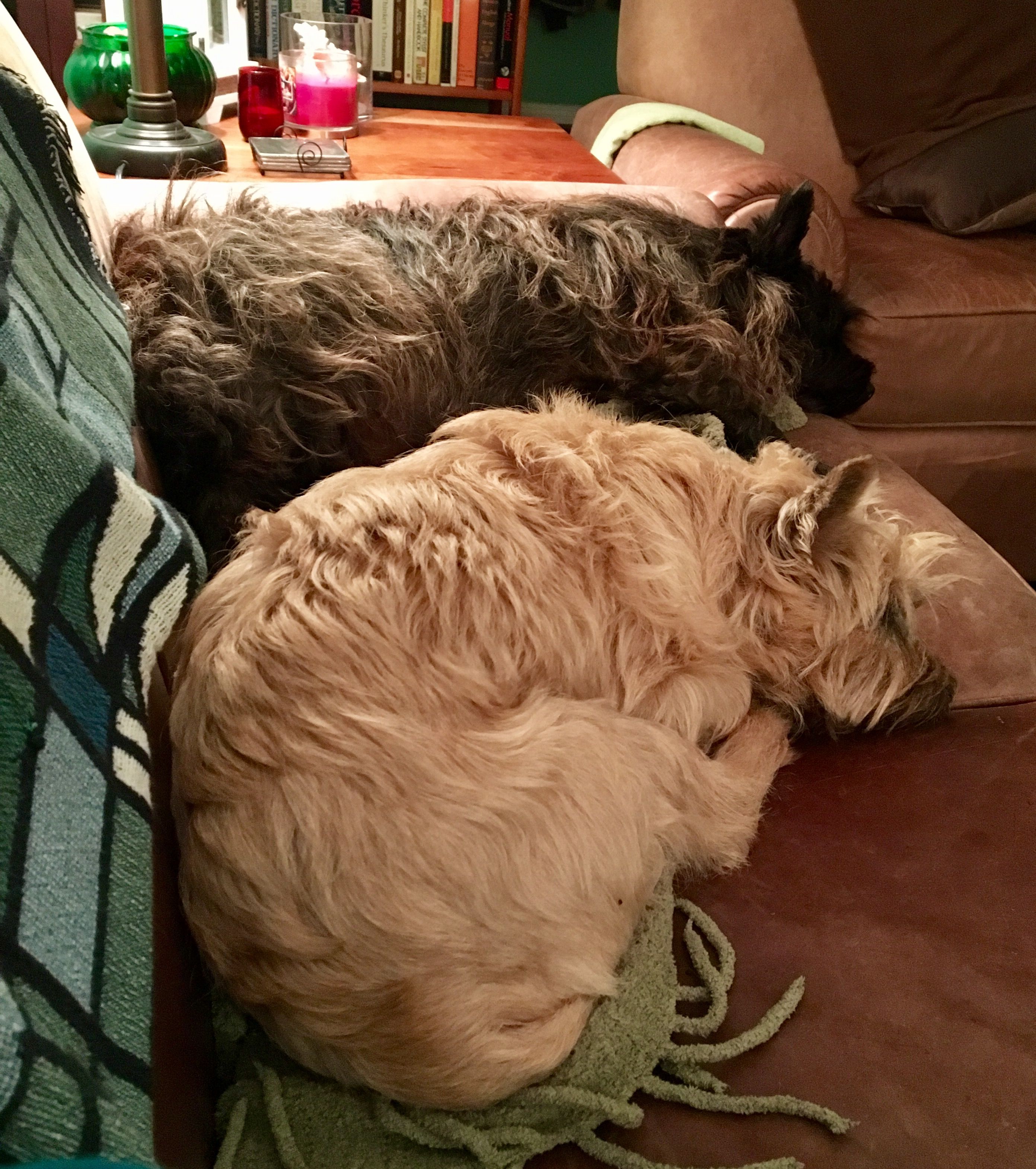 Sleeping Cairn Terriers | Cairn Crazy! | Pinterest | Cairn terrier ...