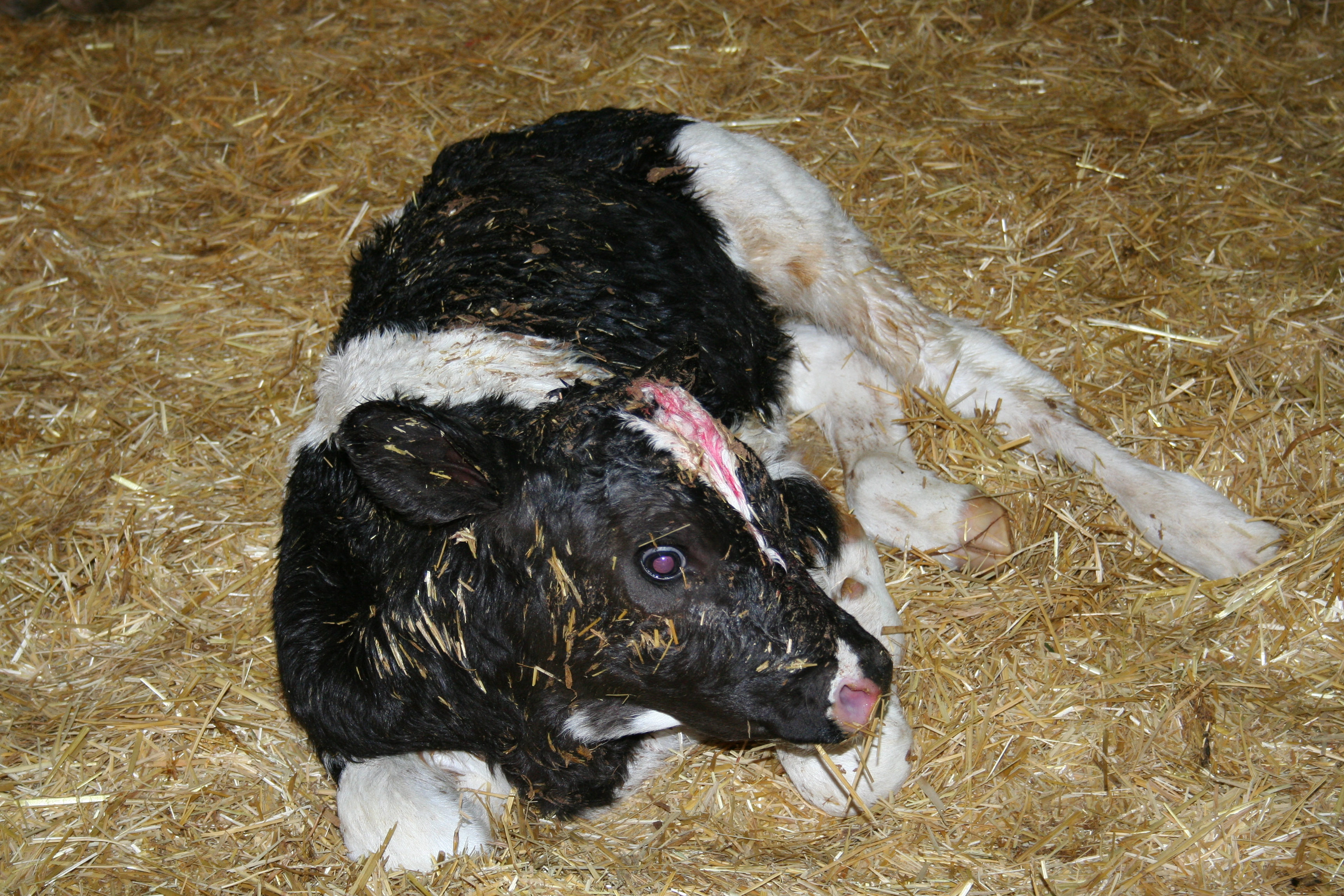 Your Calf's 5-Hour Energy | Dairy Herd Management