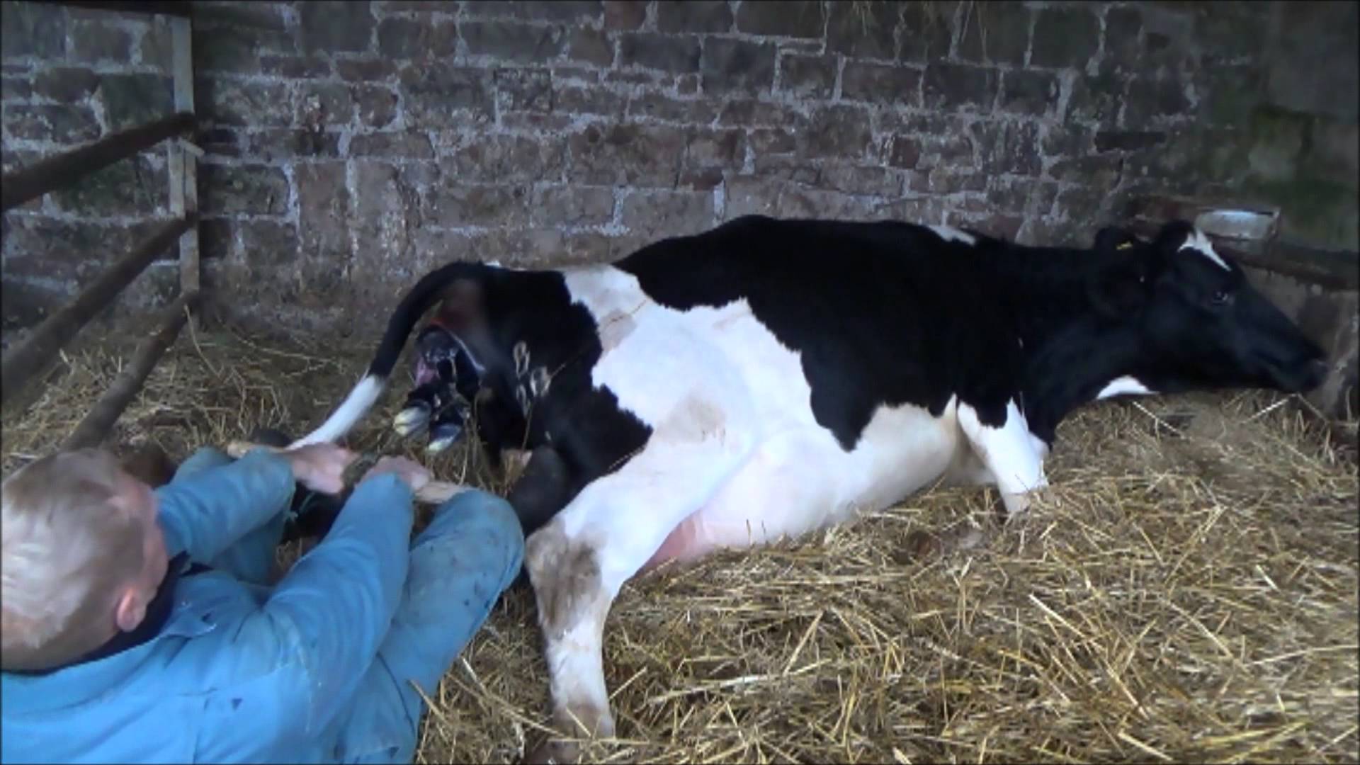 Pulling a calf out of a cow - YouTube