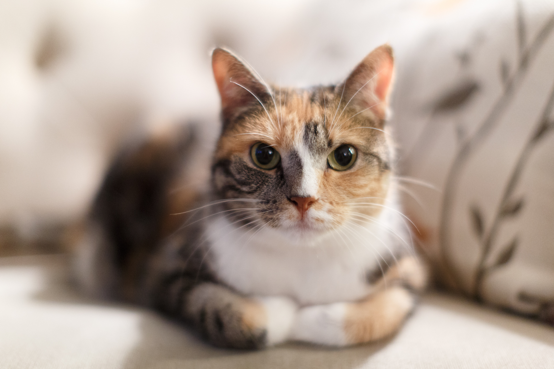 calico-cat-seattle | Amelia Soper Photography