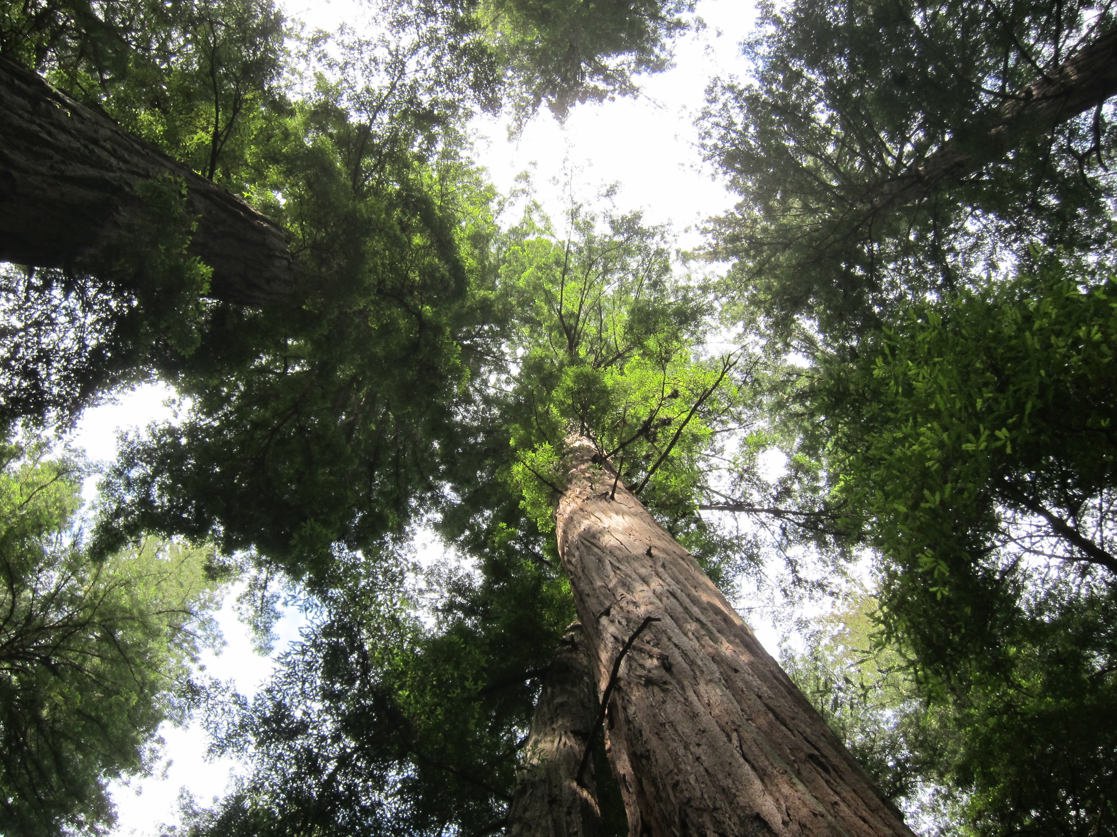 California's State Tree - California ReLeaf