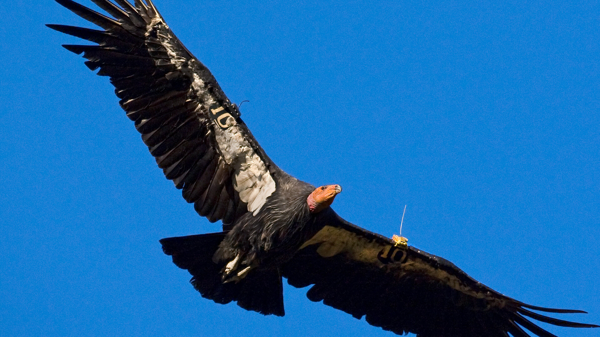 California condor photo