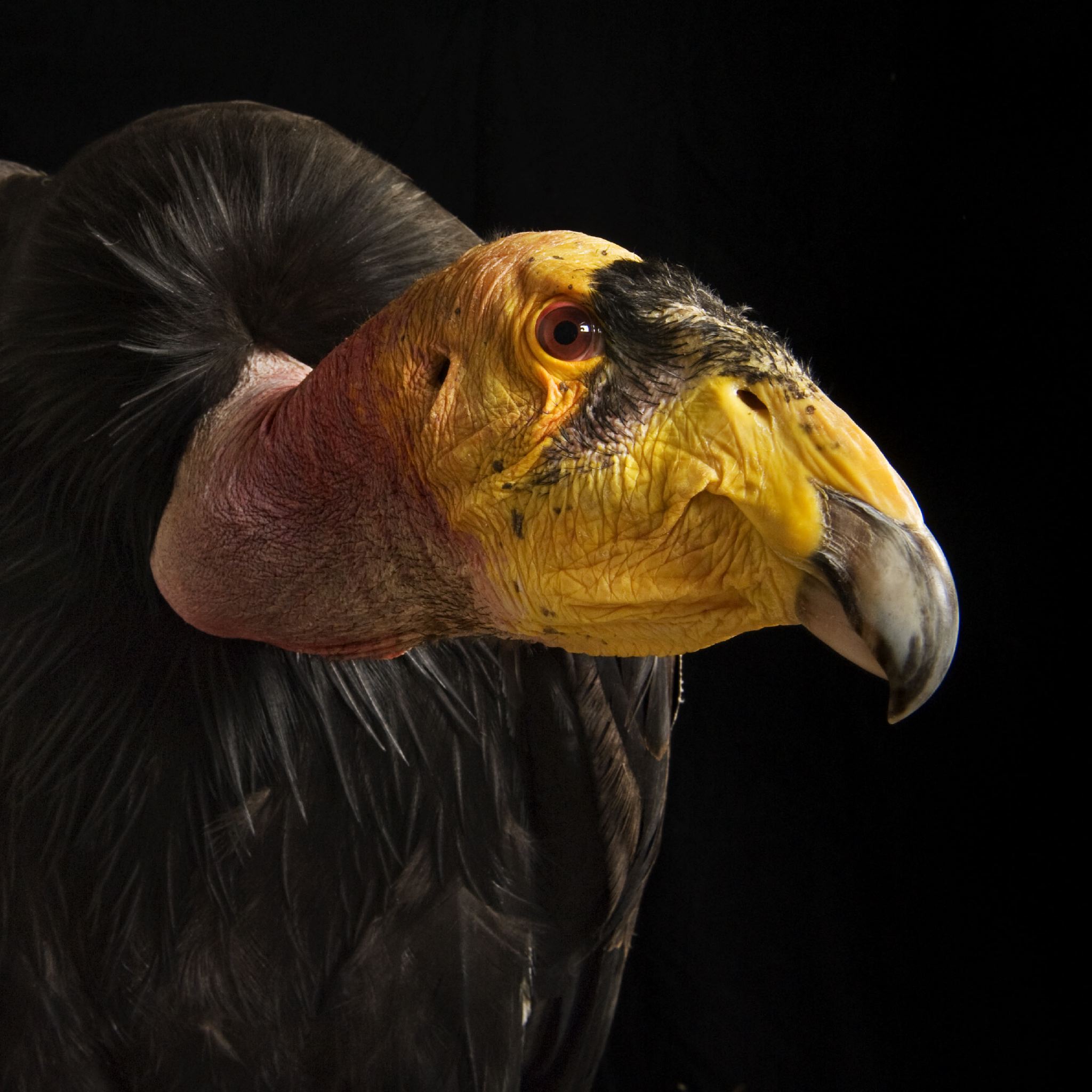 California Condor | National Geographic