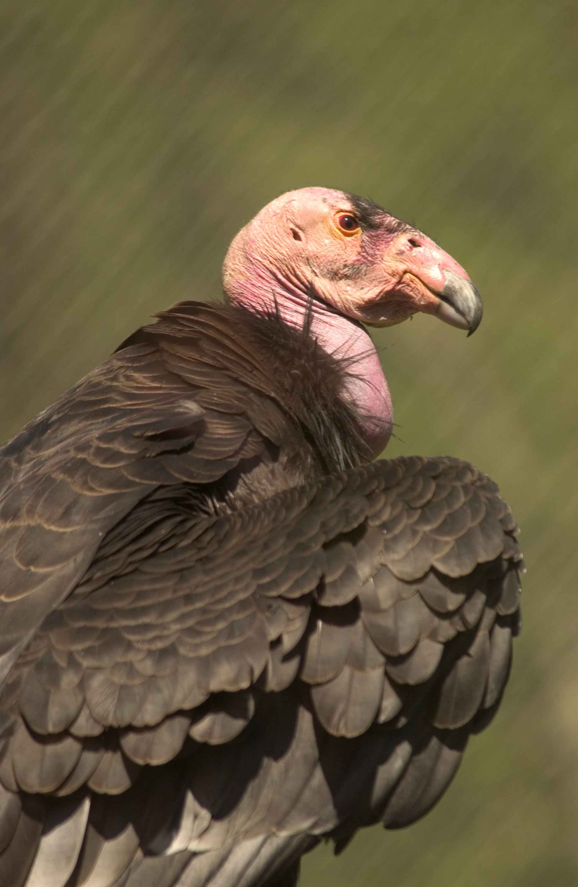 California condor | Oregon Zoo