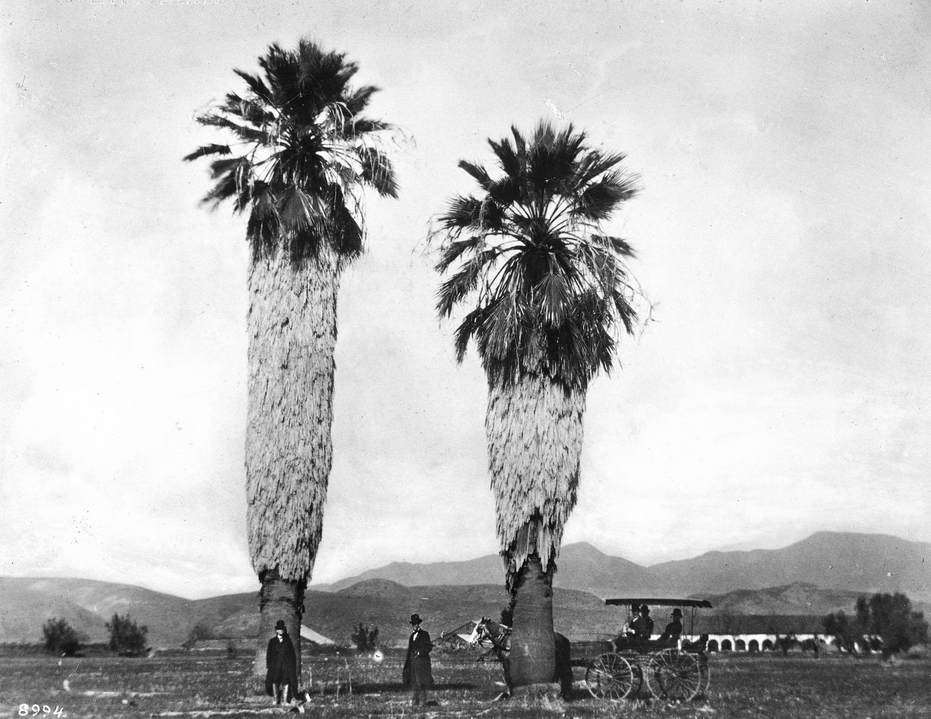 A Brief History of Palm Trees in Southern California | KCET