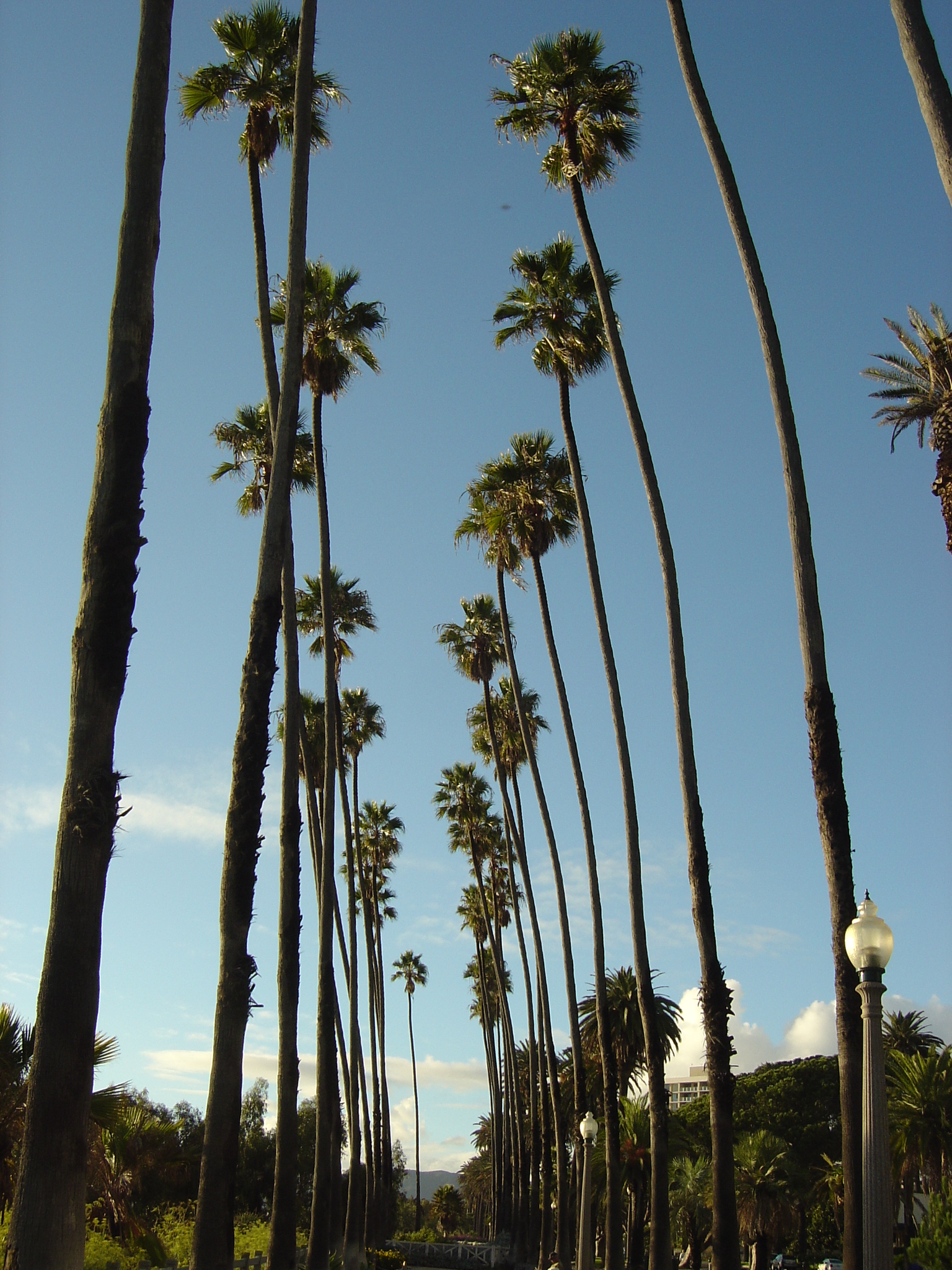File:Santa Monica Palm Trees.jpg - Wikimedia Commons