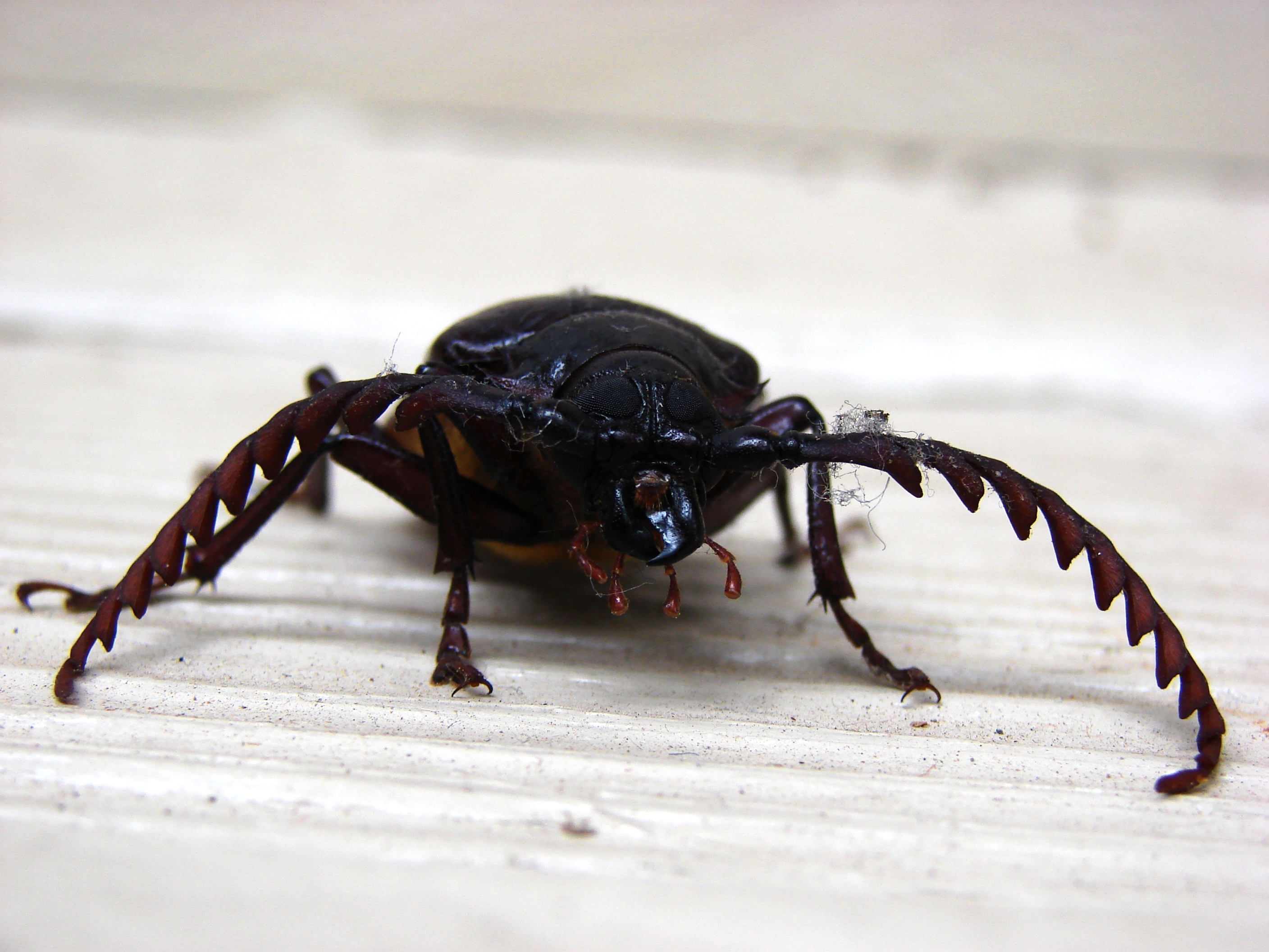 California prionus beetle photo