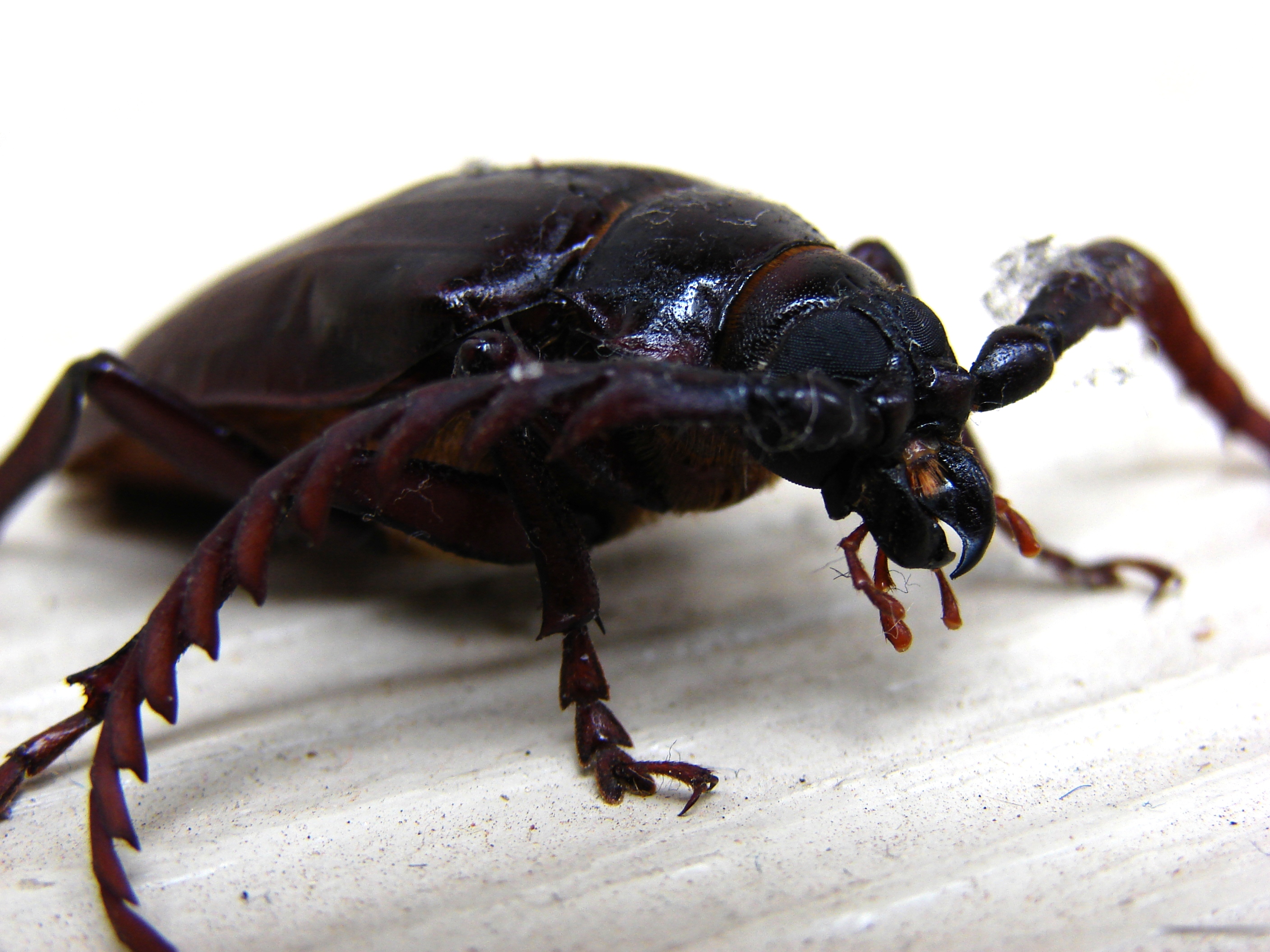 California prionus beetle photo