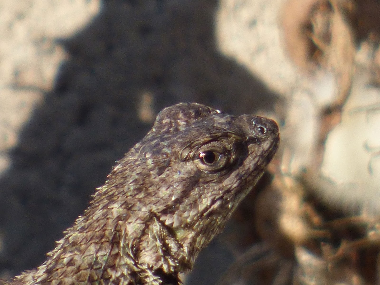 Californian lizard photo