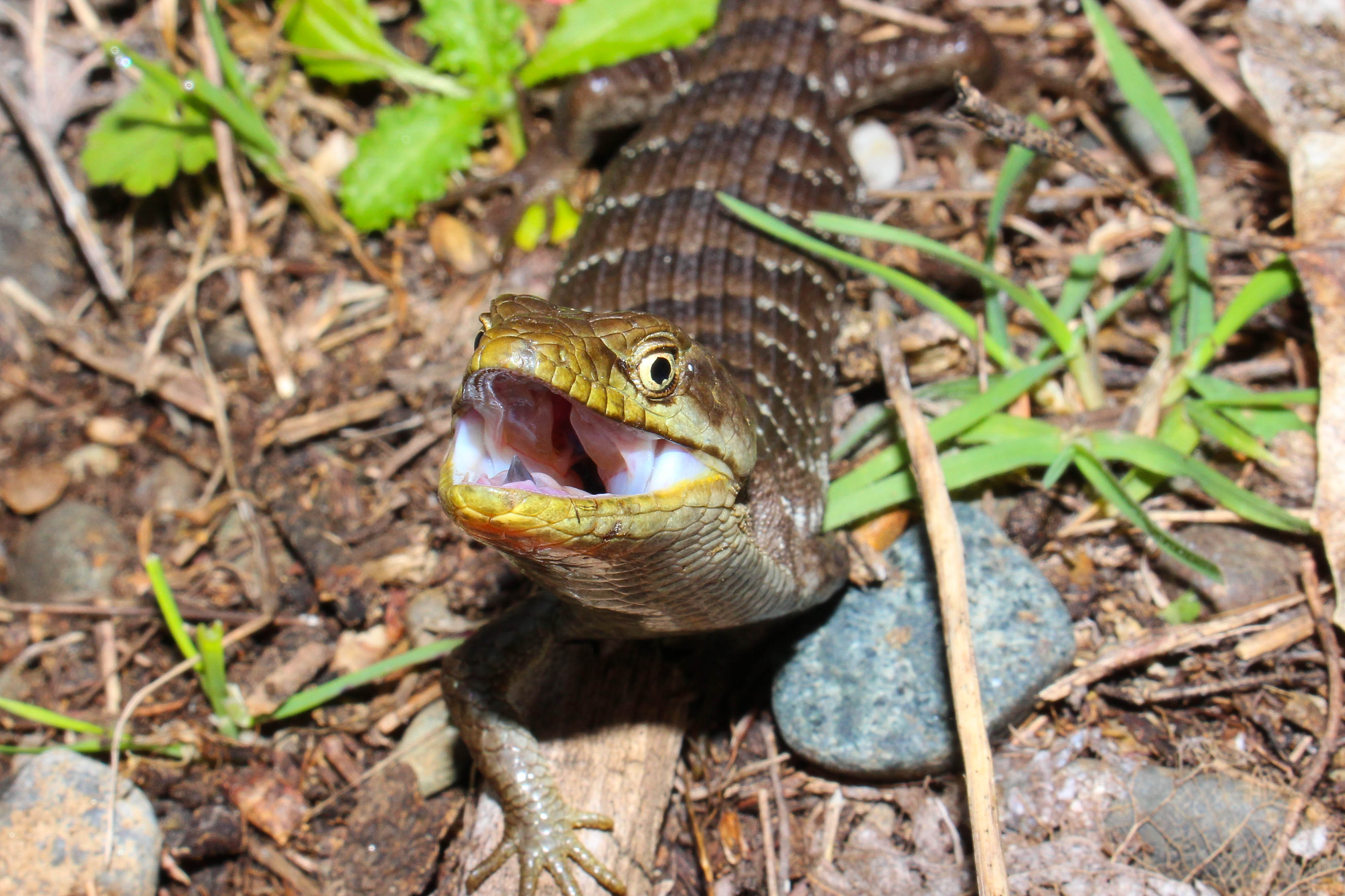 Southern alligator lizard - Wikipedia