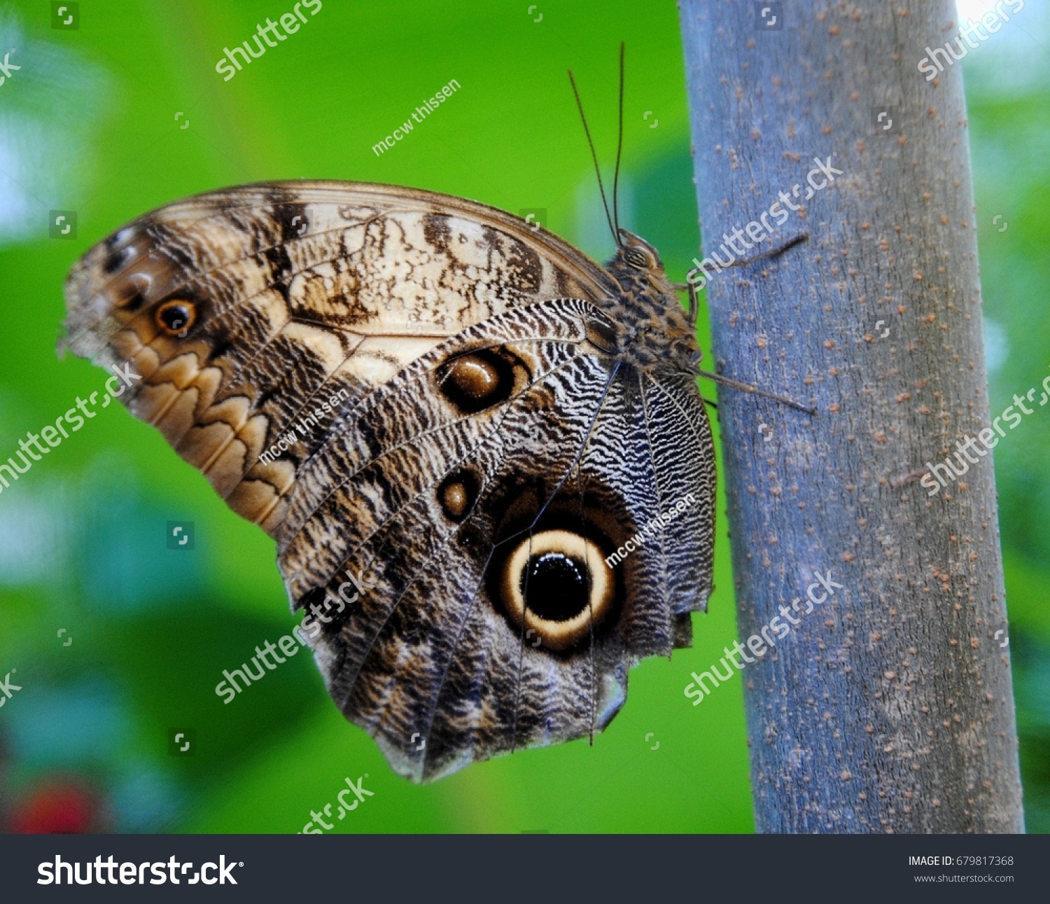 Forest Giant Owl Butterfly Caligo Eurilochus Stock Photo 679817368 ...