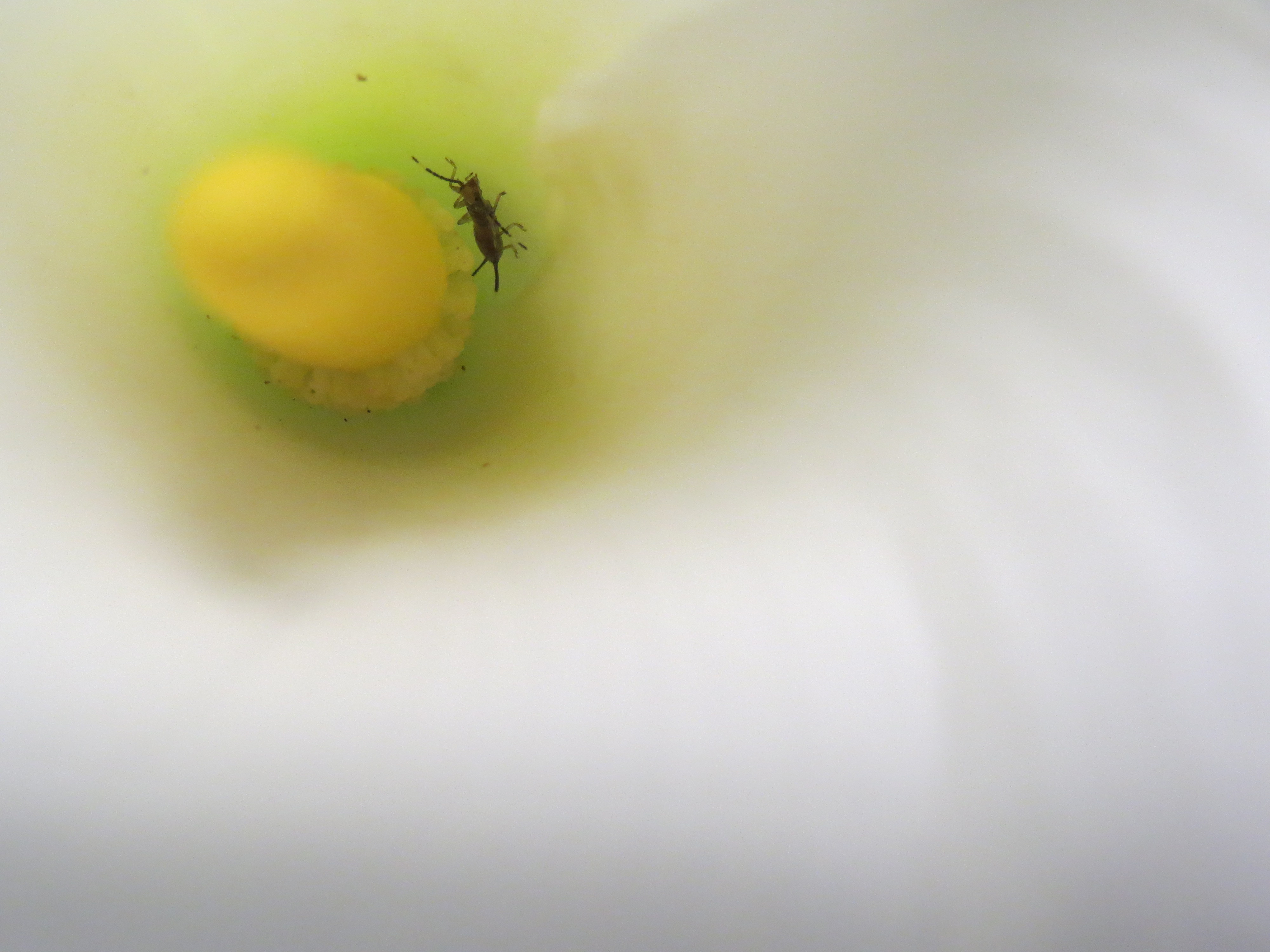 Calla lily with an earwig photo