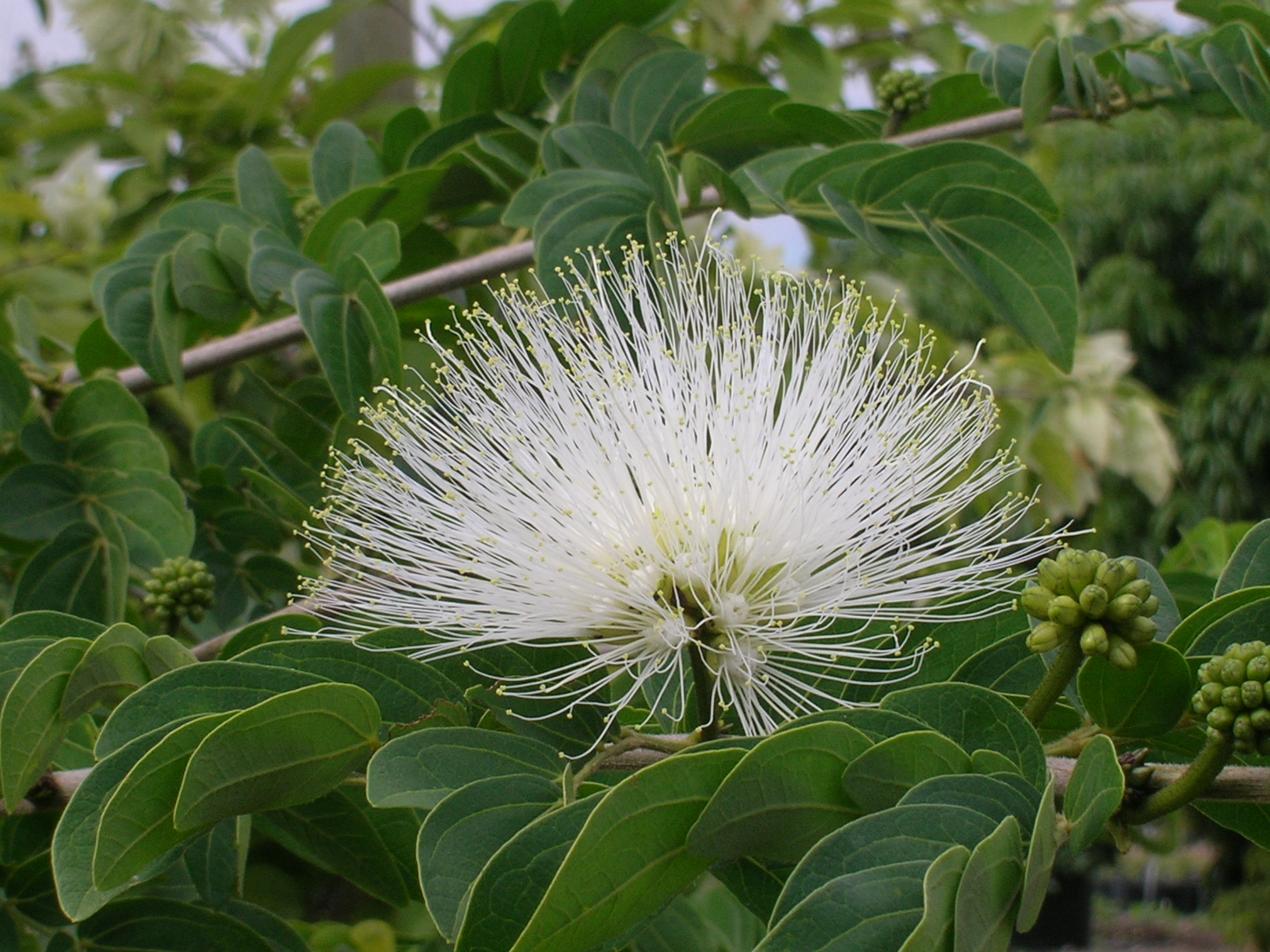 Calliandra haematocephala 'Alba' (White Powderpuff) - Richard Lyons ...