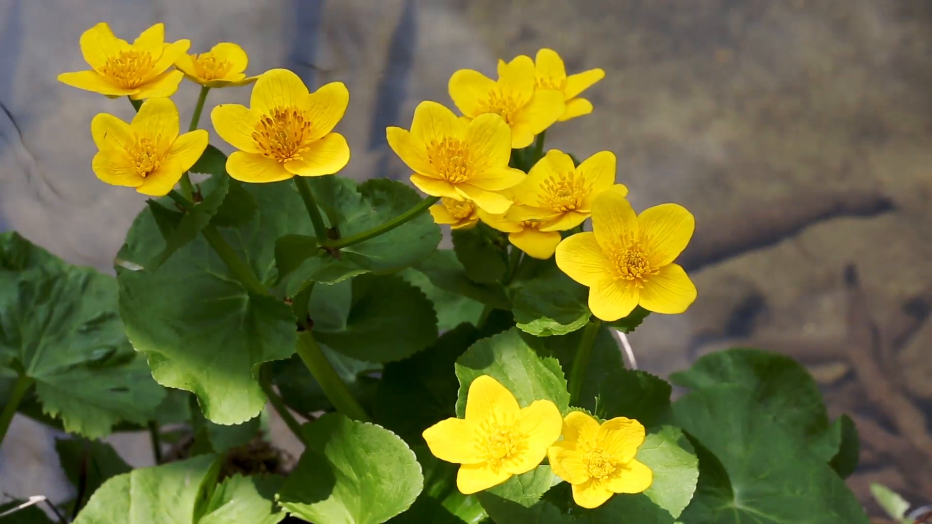 Wild Marsh marigold (Caltha palustris) against the backdrop of the ...
