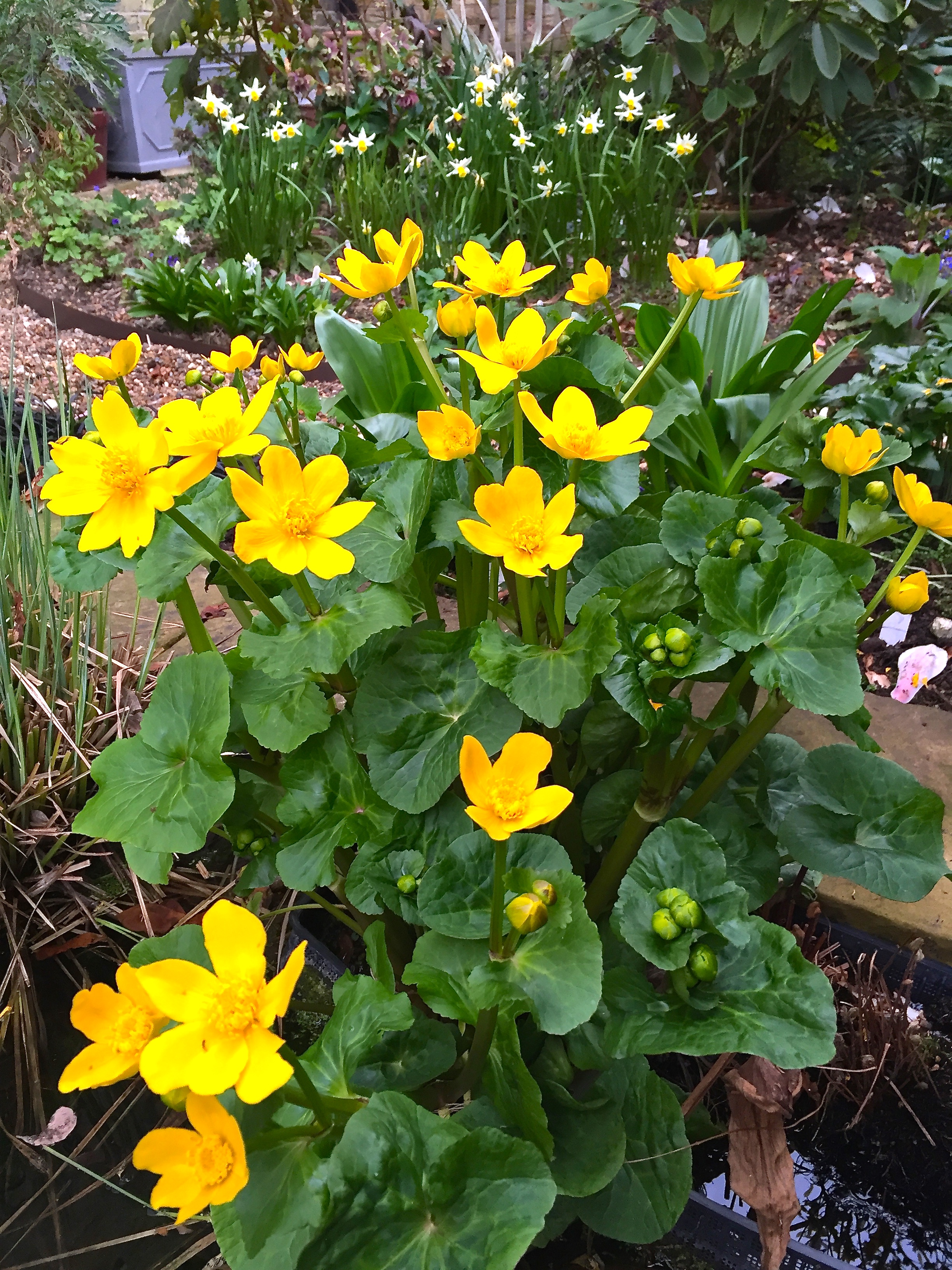 Daily Flower Candy: Caltha palustris ssp. polypetala – The ...