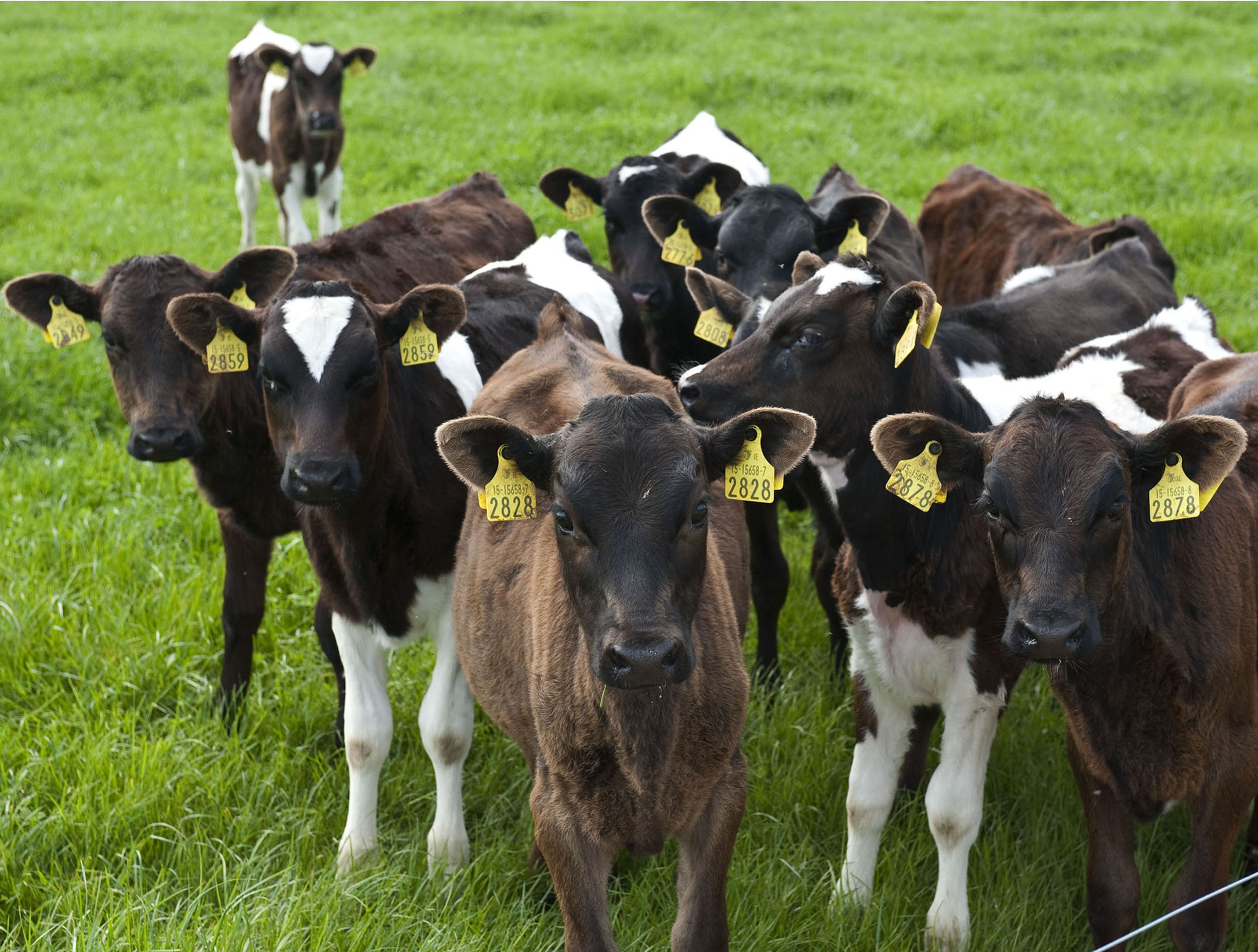 Dairy calves much more susceptible to stomach worms - Agriland
