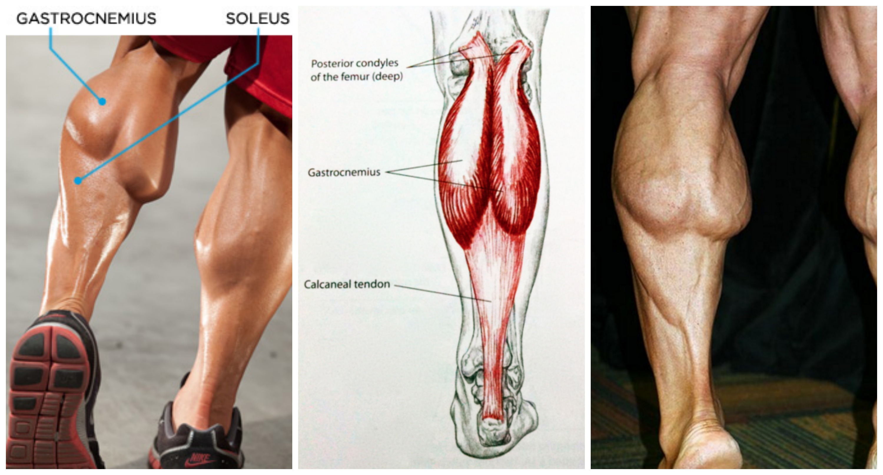The 2 Best Tips On How You Can Build Bigger Calves