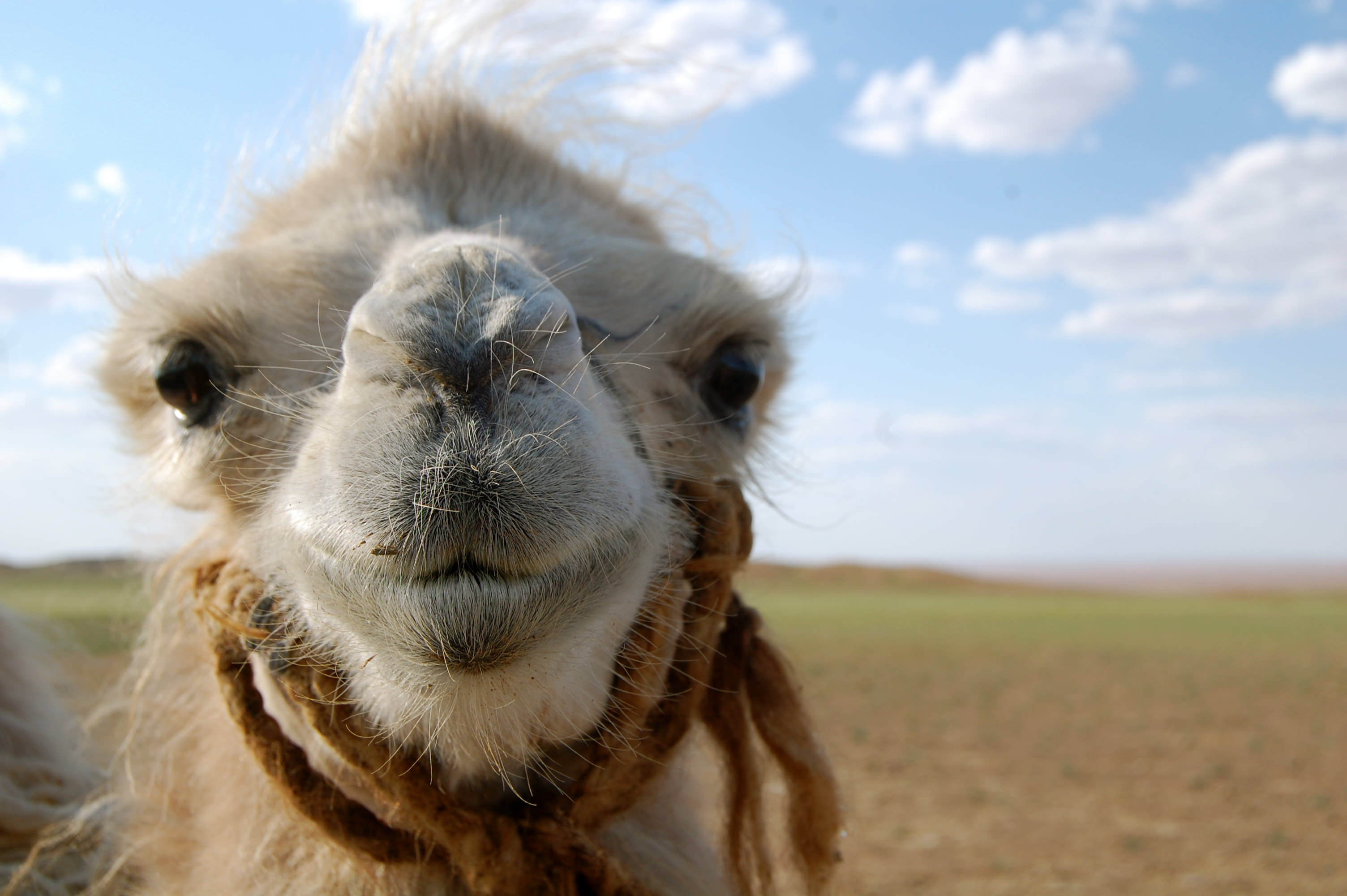 PHOTO: Happy Camel in Mongolia - Susan Shain
