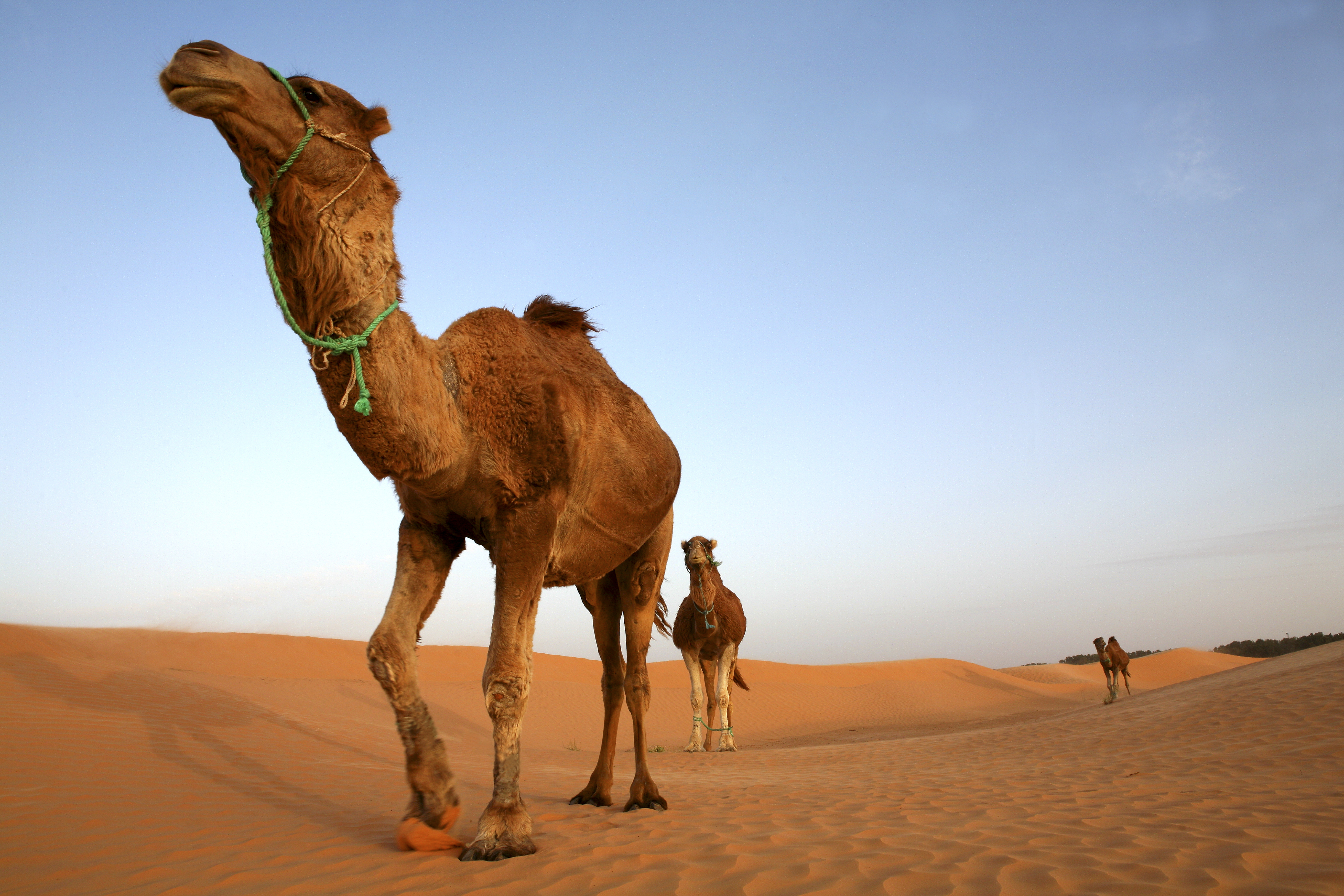 How desert travel saved the camel's genetic diversity | Cosmos