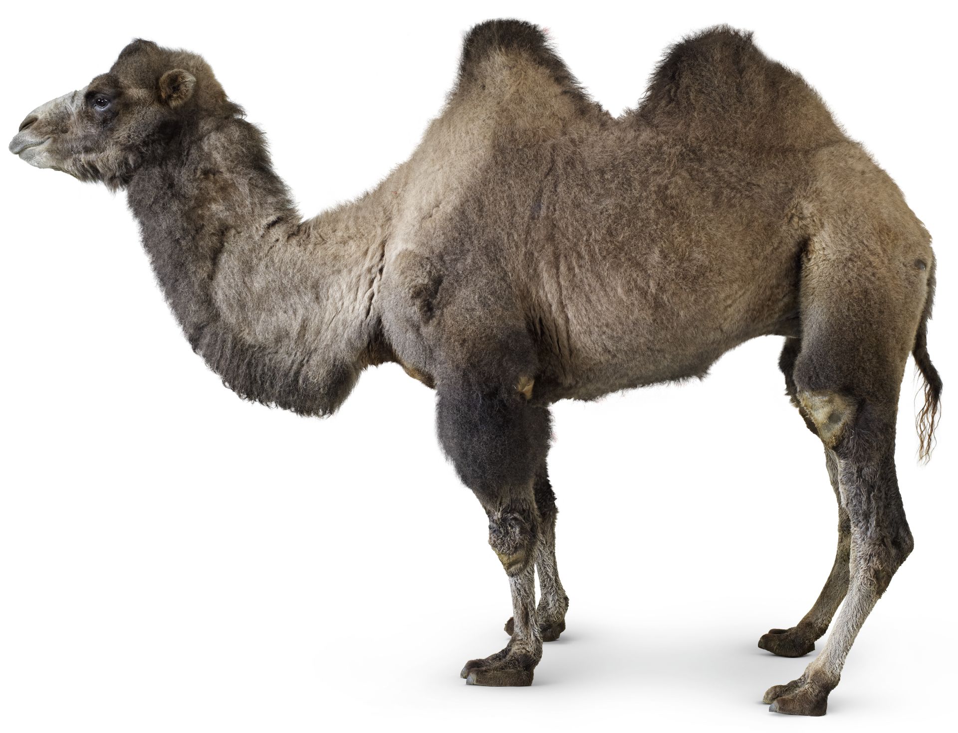 Two Humped Camel | Bactrian Camel Facts | DK Find Out