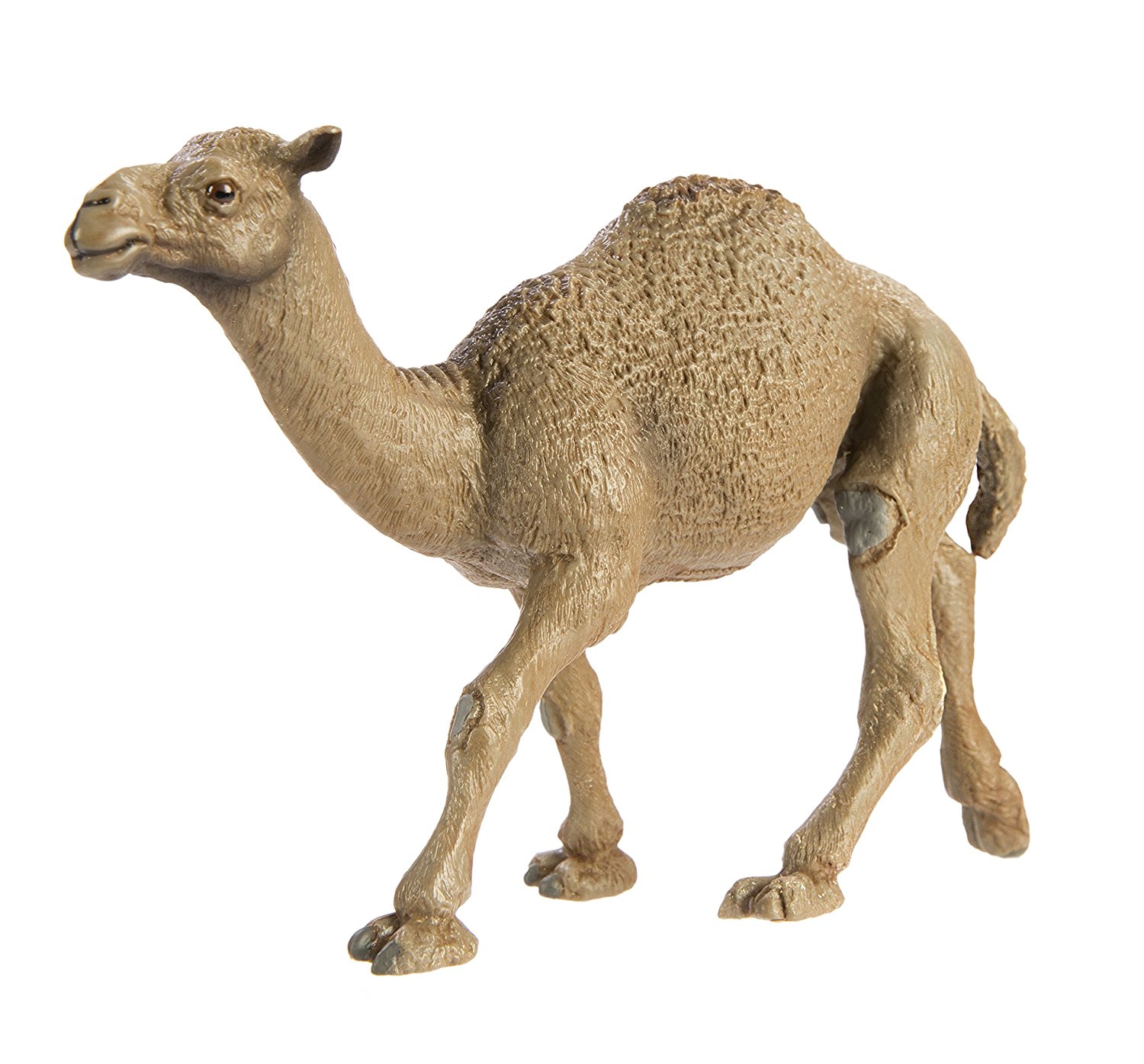 Amazon.com: Safari Ltd Wild Safari Wildlife Dromedary Camel: Toys ...