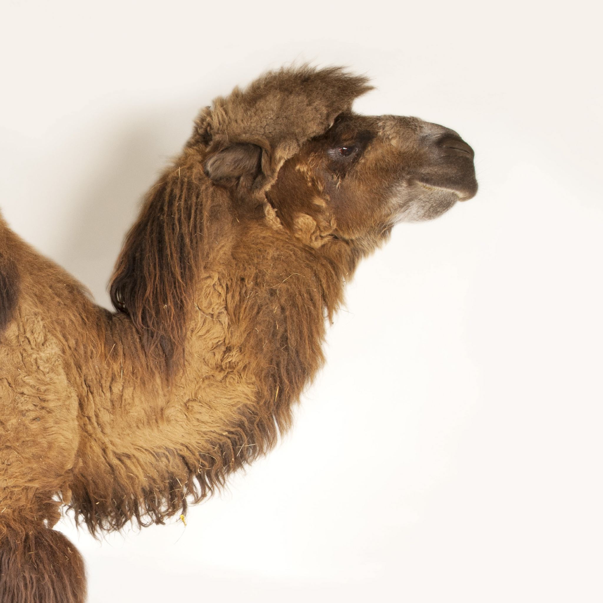 Bactrian Camel | National Geographic