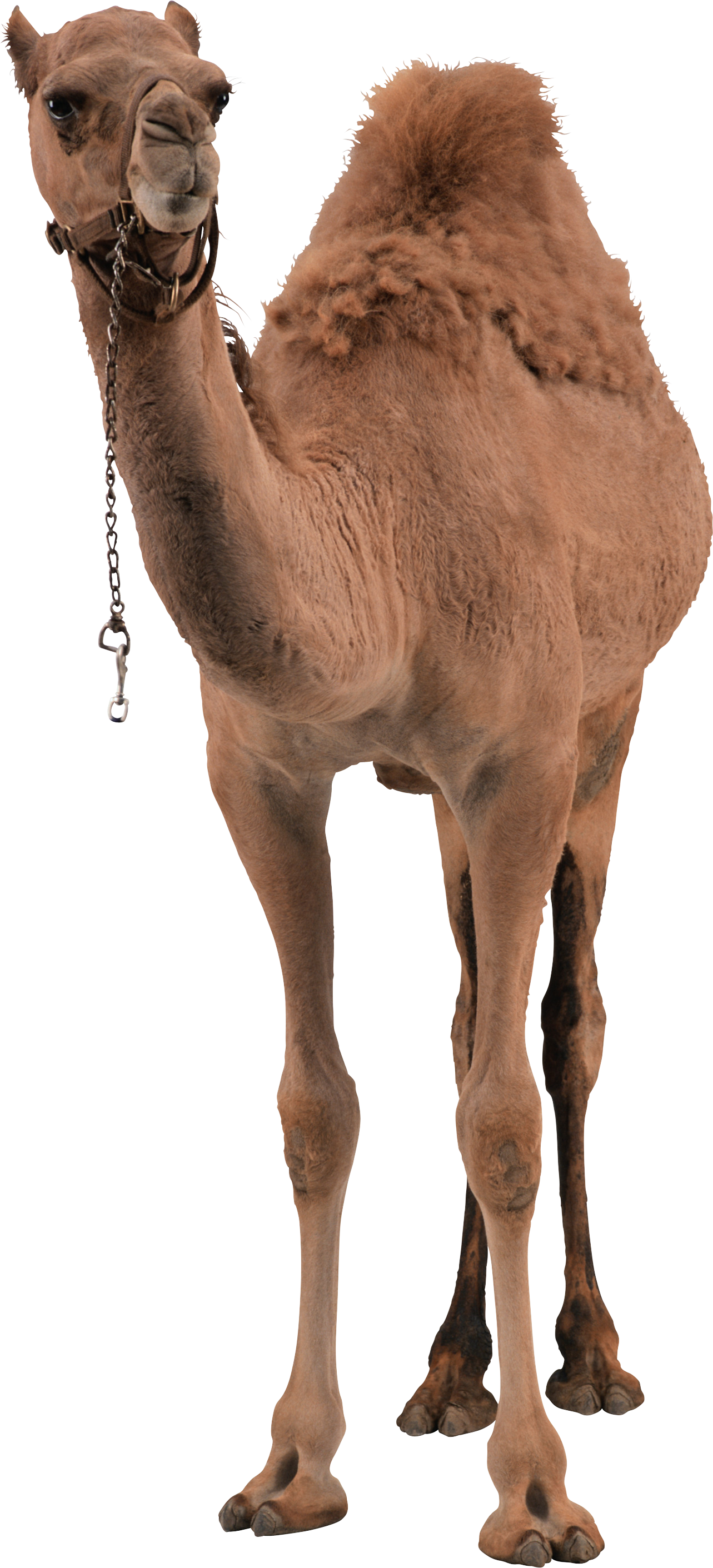 Desert Camel Standing PNG Image - PurePNG | Free transparent CC0 PNG ...