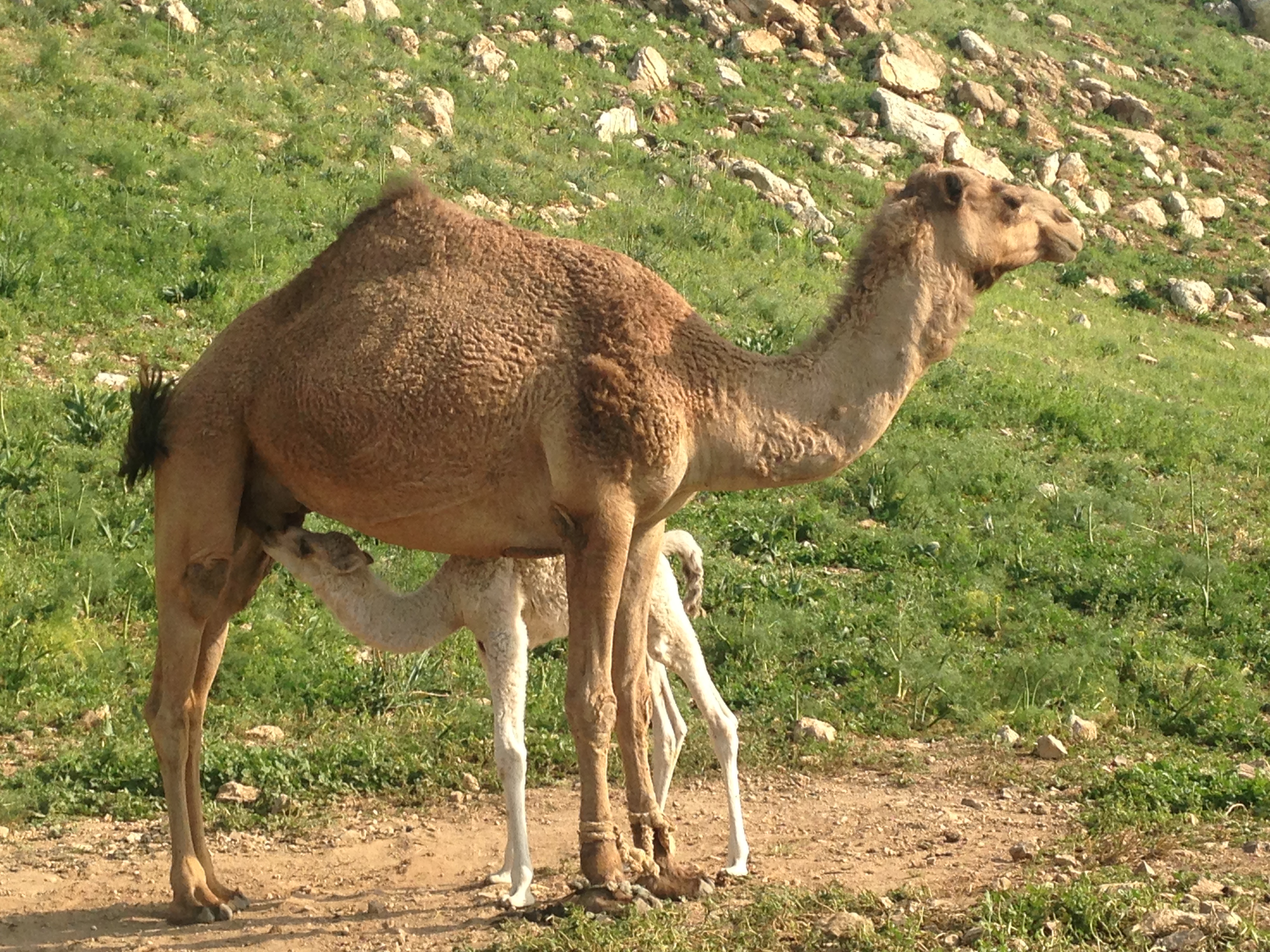 13 Fun Facts About Camels | SPANA