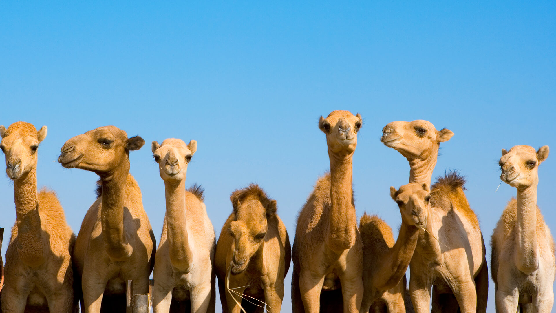 Camel | San Diego Zoo Animals & Plants