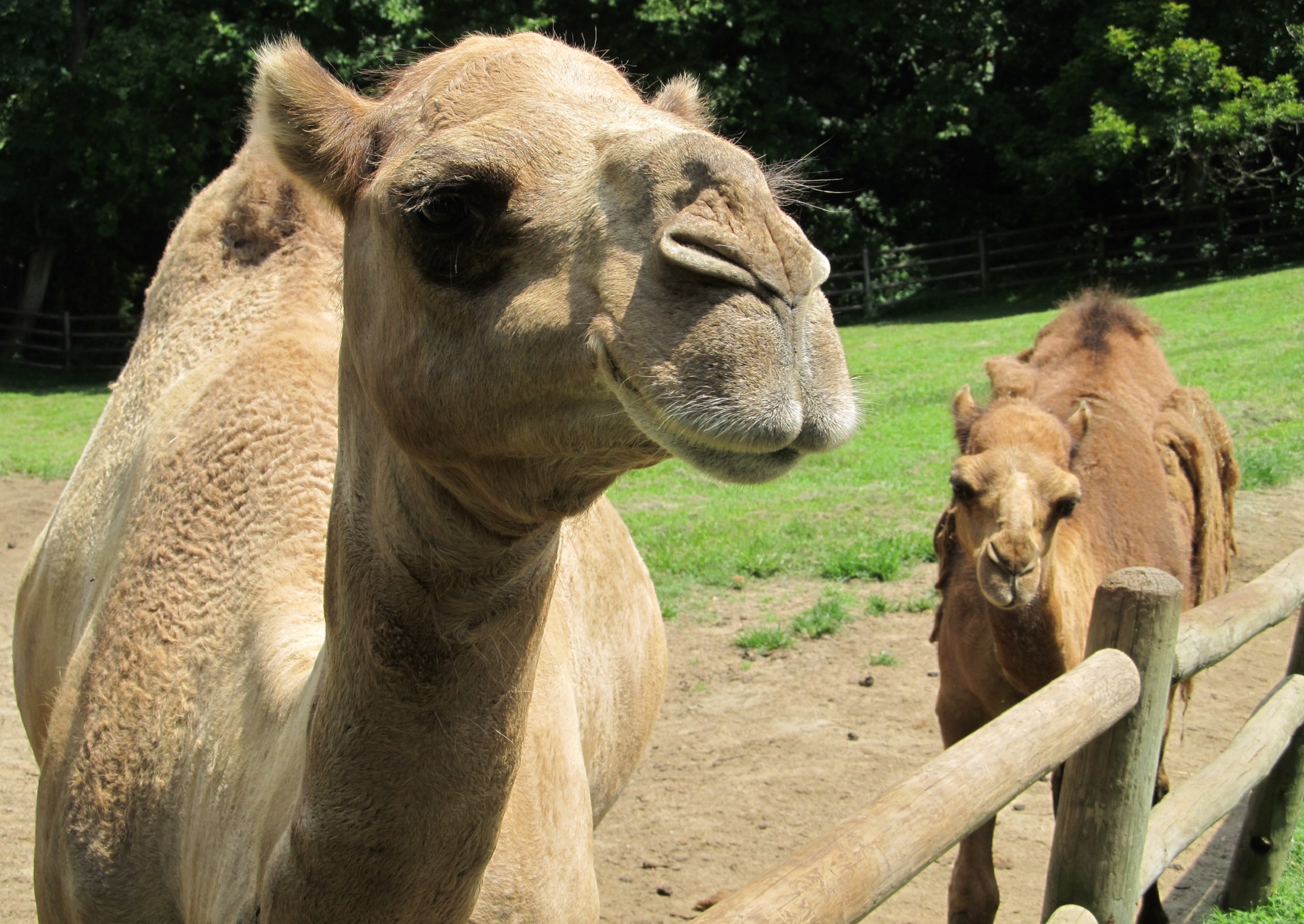 Camel closeup photo