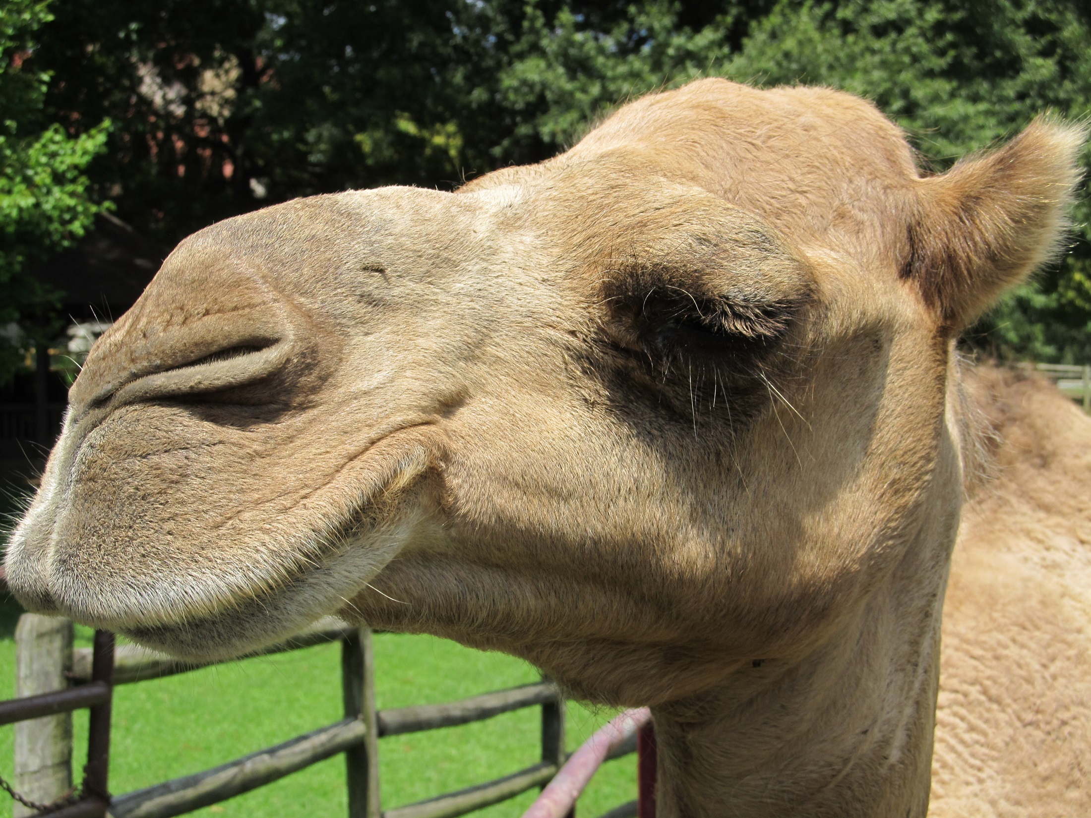 Camel closeup photo