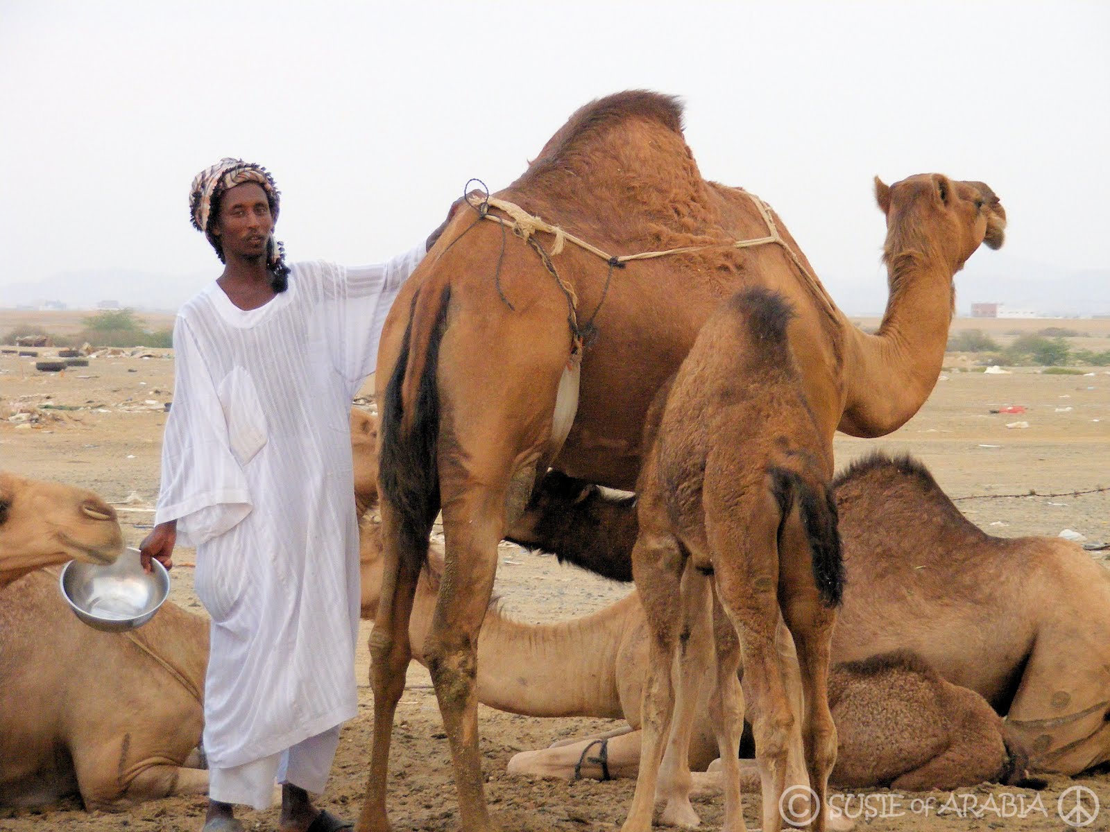 Jeddah Daily Photo: Camel Herder with His Charges
