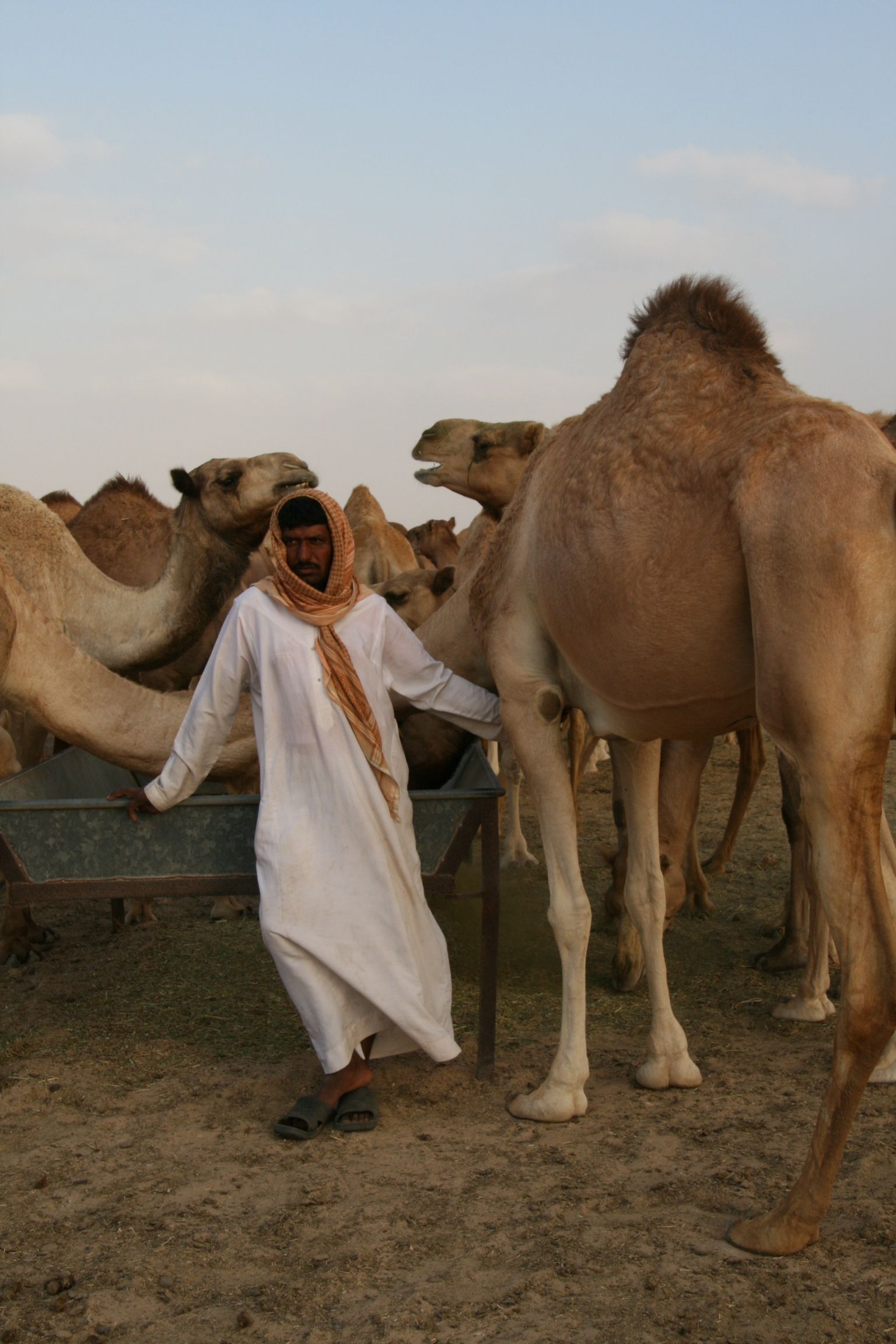 Camel herder in the UAE desert. | Oh the places I go. | Pinterest | Uae