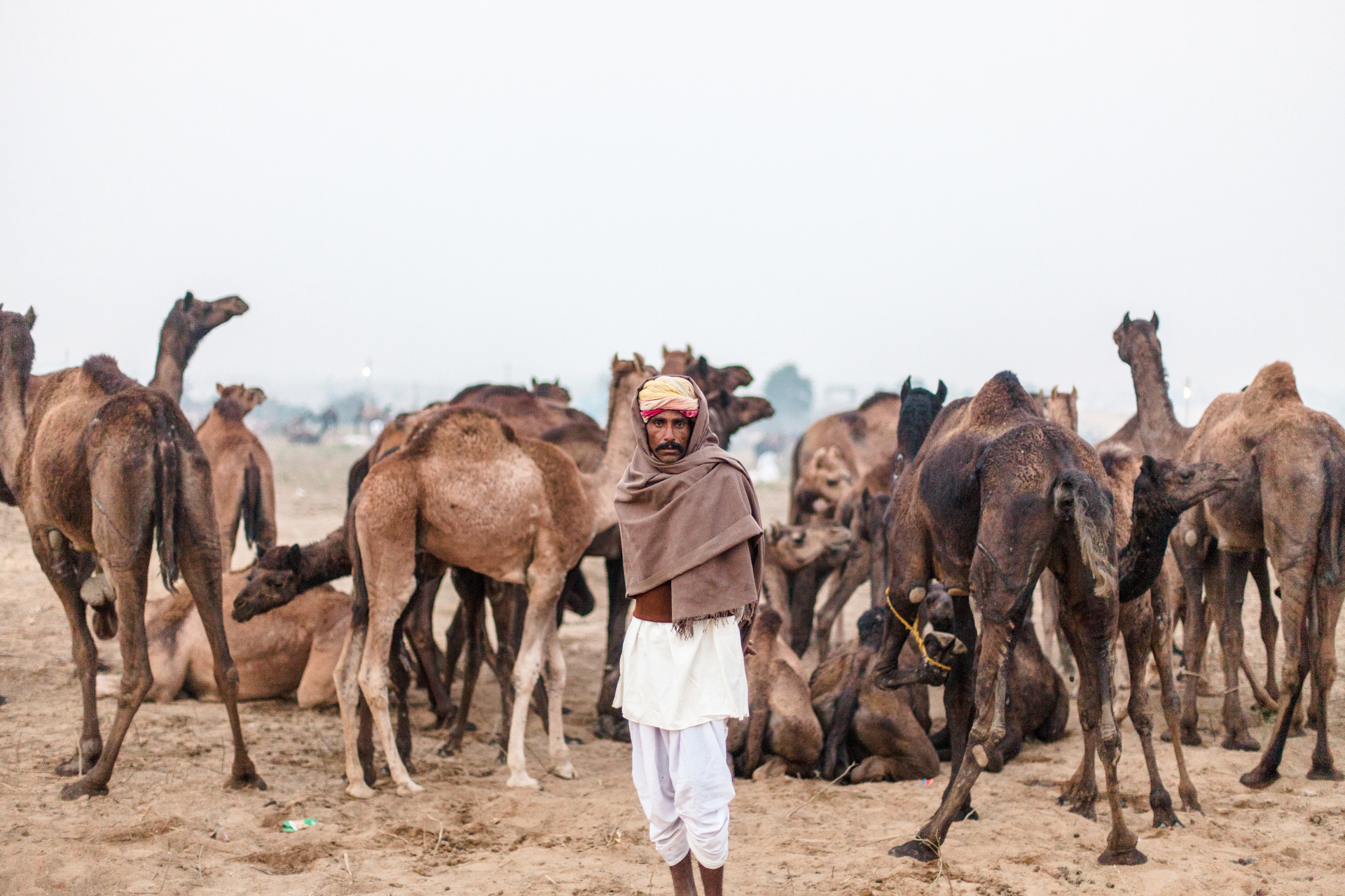 The Camel Herders | Pushkar, India