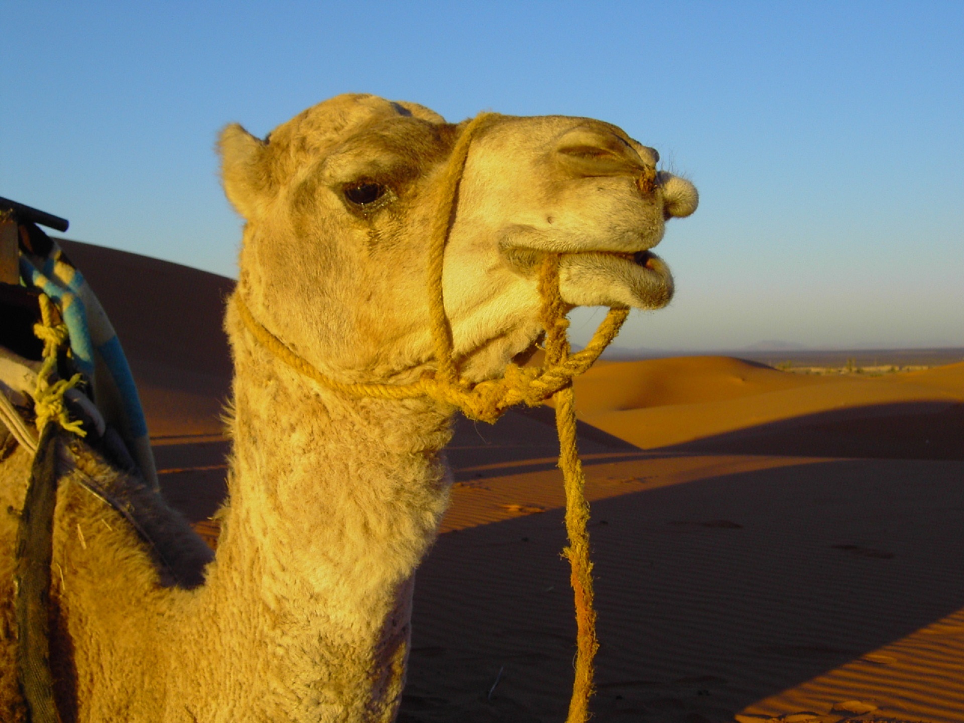 Camel in the desert photo