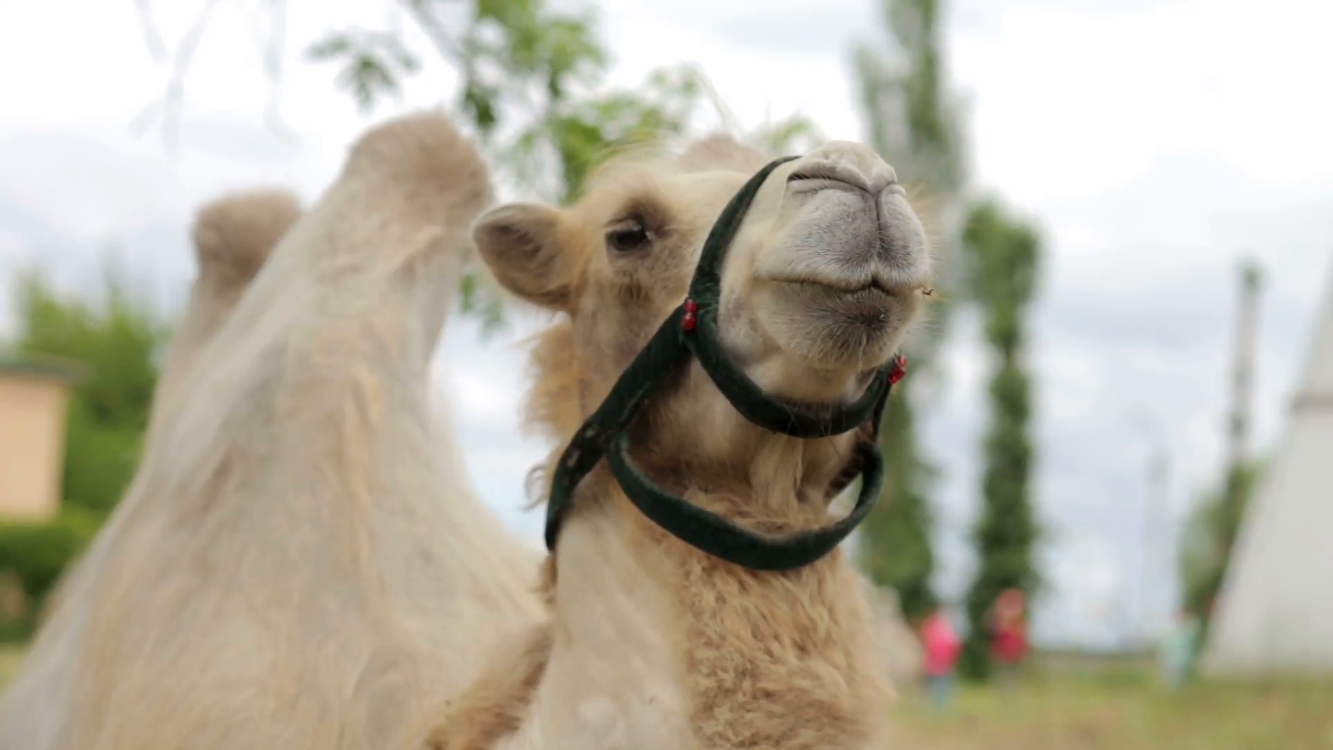 Portrait of camel closeup on a green background Stock Video Footage ...