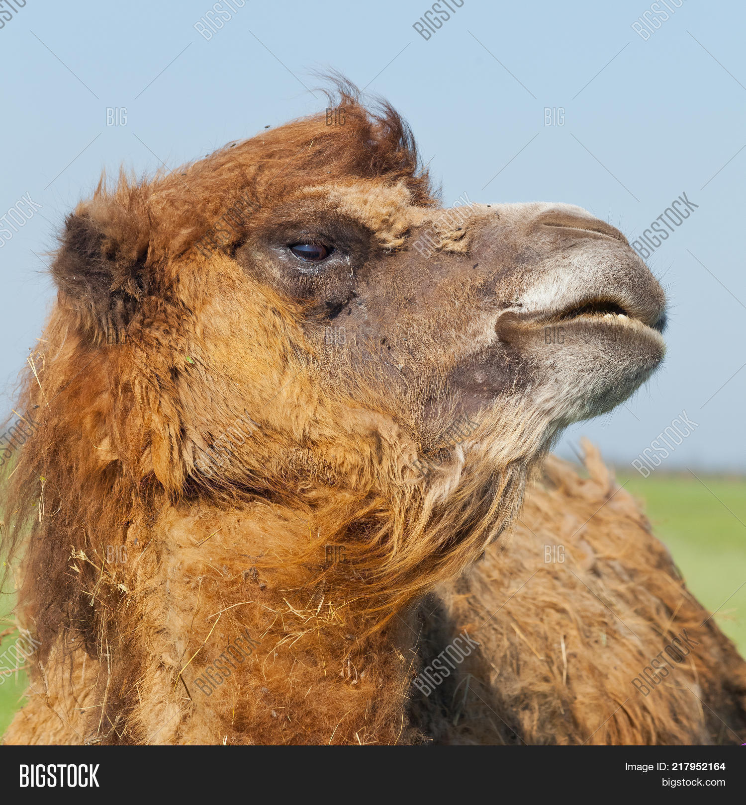 Portrait Big Sad Camel Drop Tears Image & Photo | Bigstock