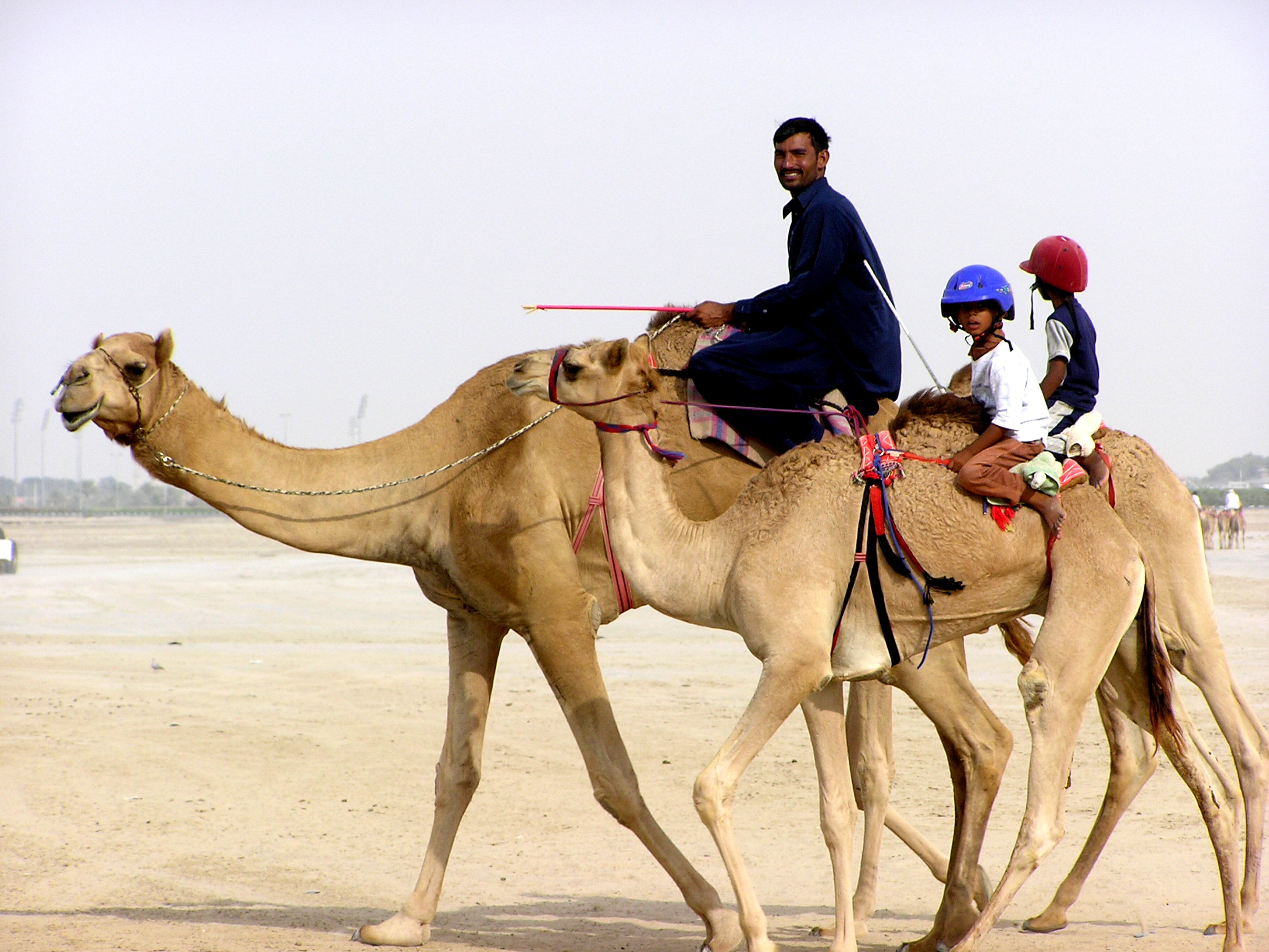 Children Camel Riders (children like this become camel riders after ...