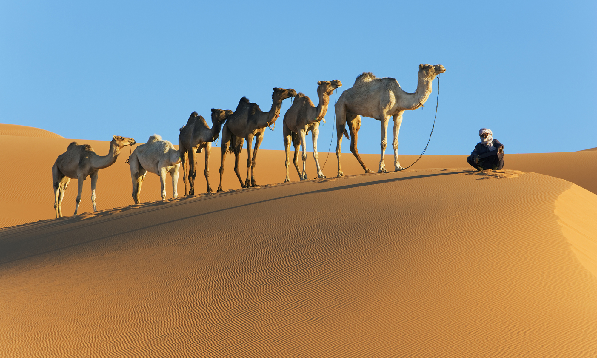 How long can a camel go without water? | HowStuffWorks