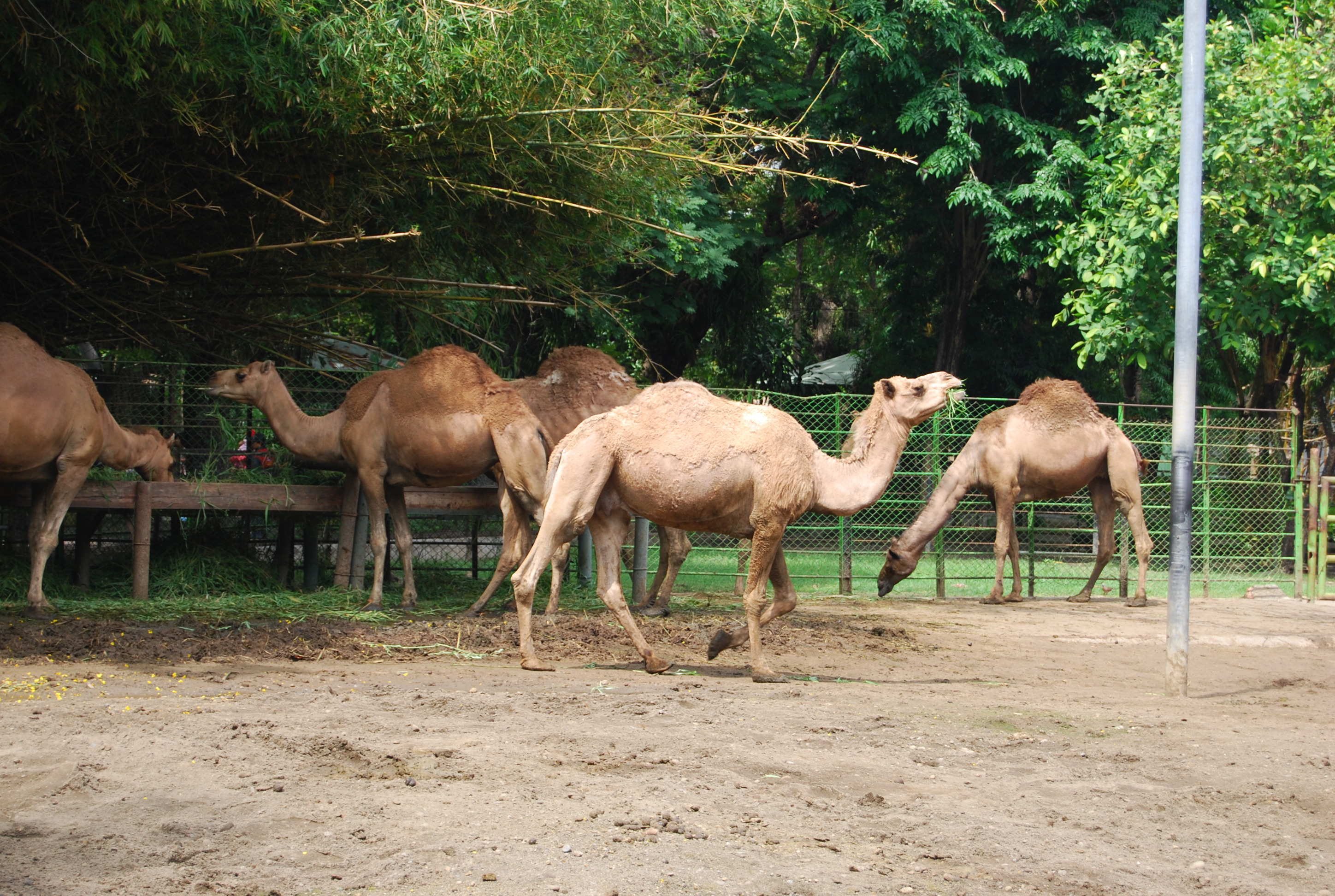 Camels in surabaya zoo photo