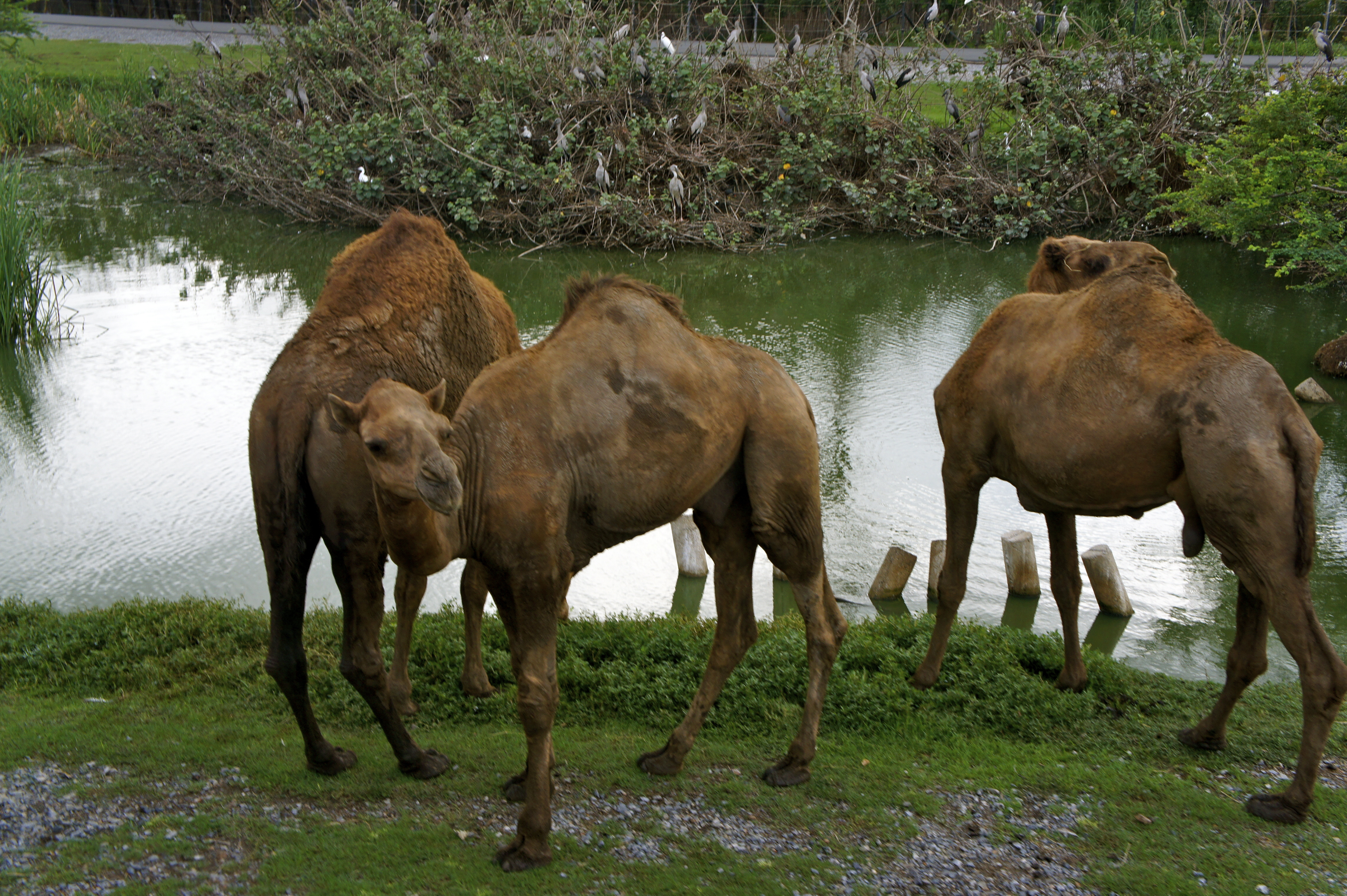 Camels photo