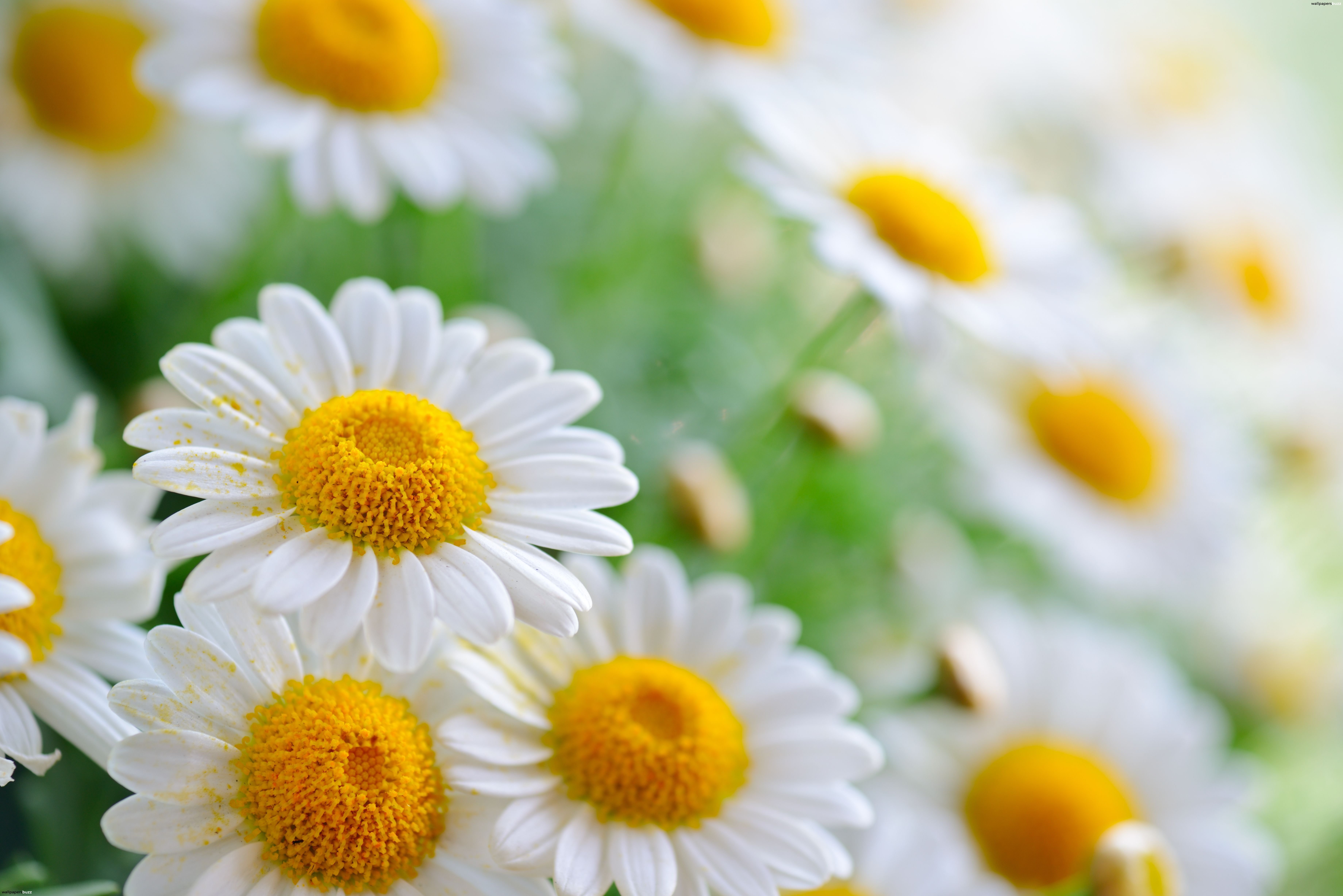 Camomile Wallpapers and Background Images - stmed.net