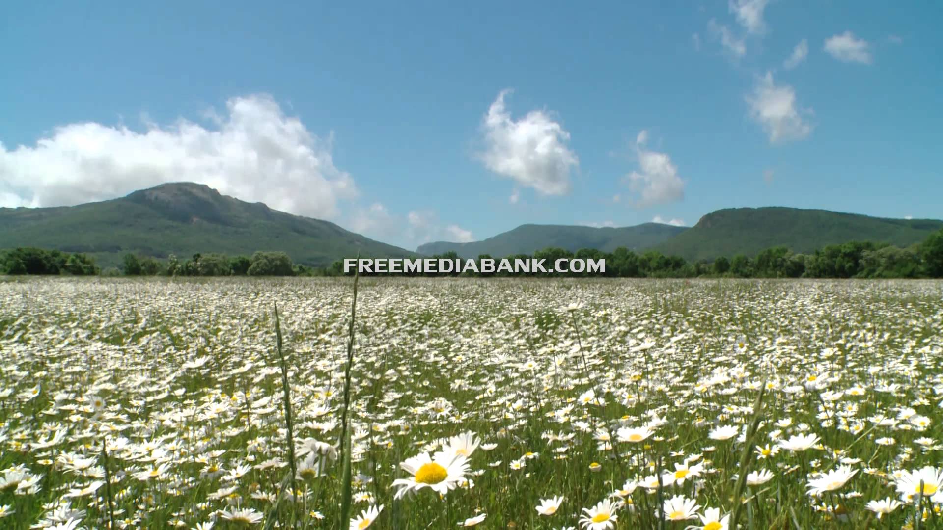 Camomile field on a background of mountains. Free HD stock footage ...