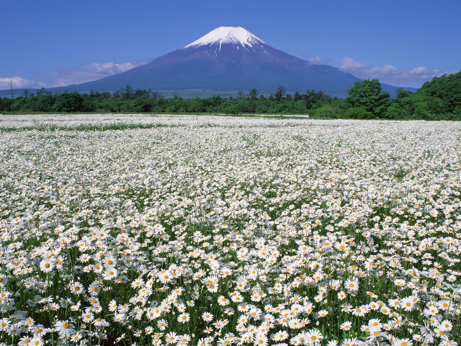 Wallpaper camomile, field, mountain, daisy, fuji, japan desktop ...