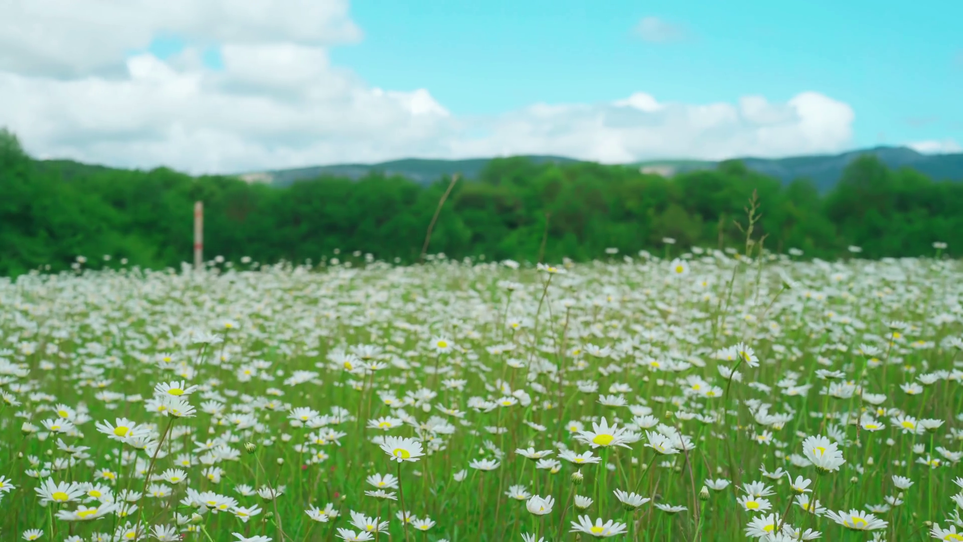 Walking through the field of Chamomile flowers swaying in the wind ...