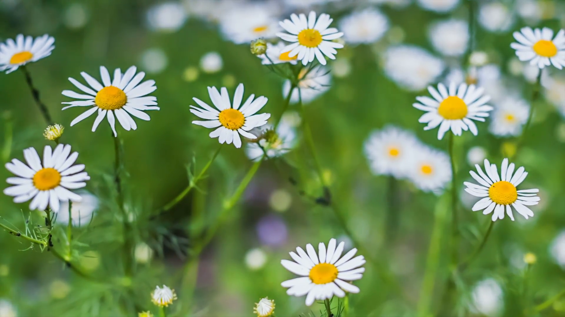 Camomile, background with camomiles Stock Video Footage - Videoblocks