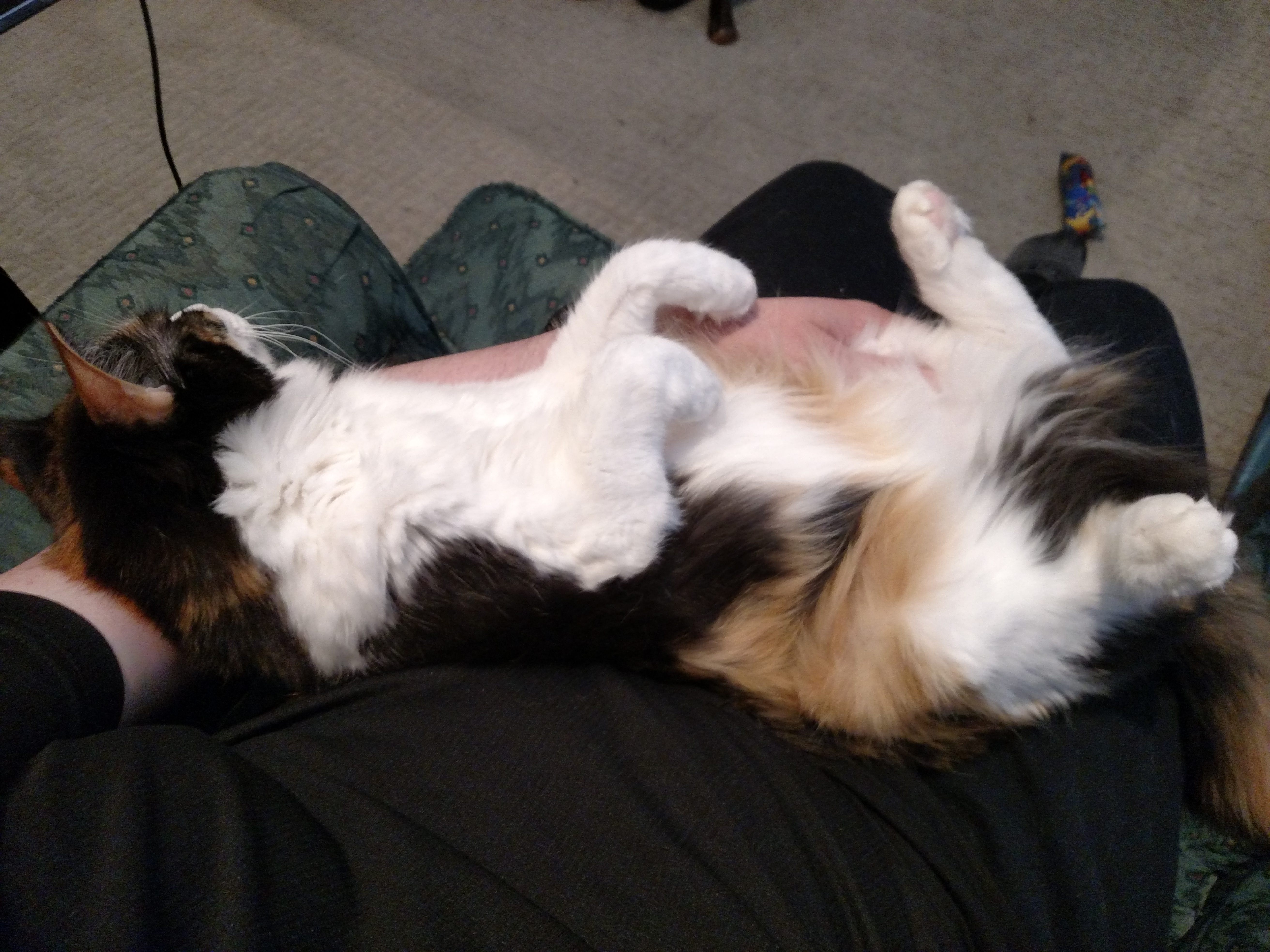 Super-sweet semi-camouflaged calico belly is NOT a trap ...