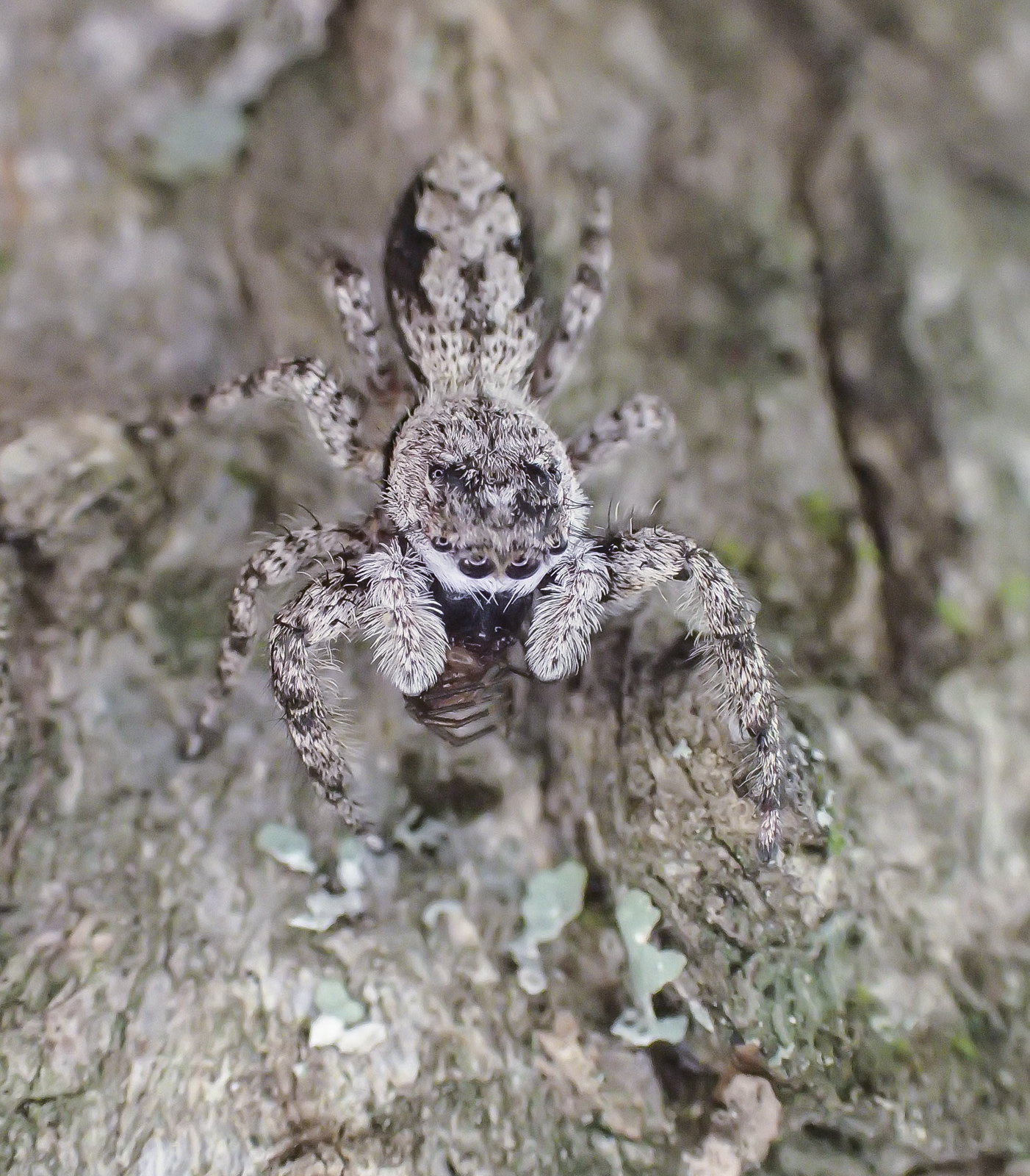 Camouflaged jumping spider photo